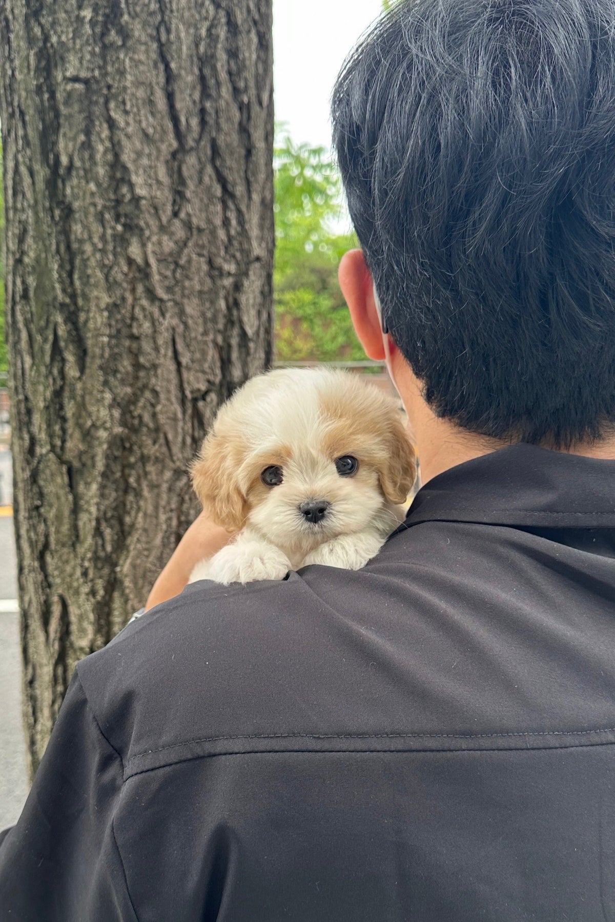 WINE - MALE (CAVAPOO) – Kim's Pups