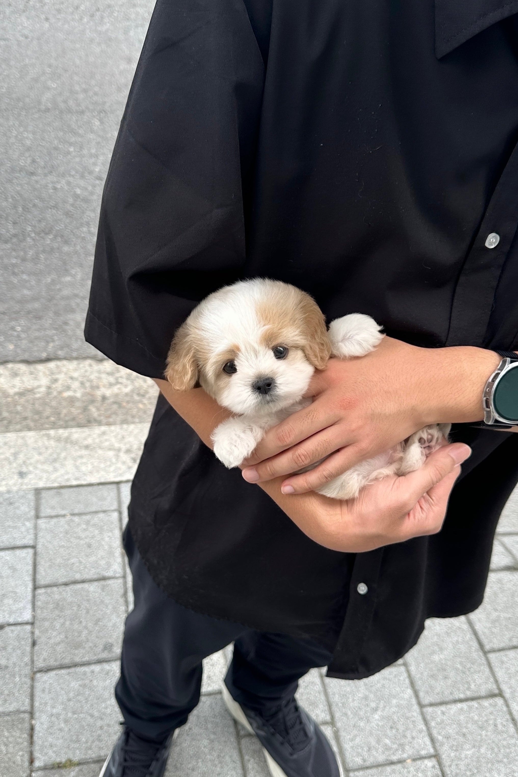 WINE - MALE (CAVAPOO)