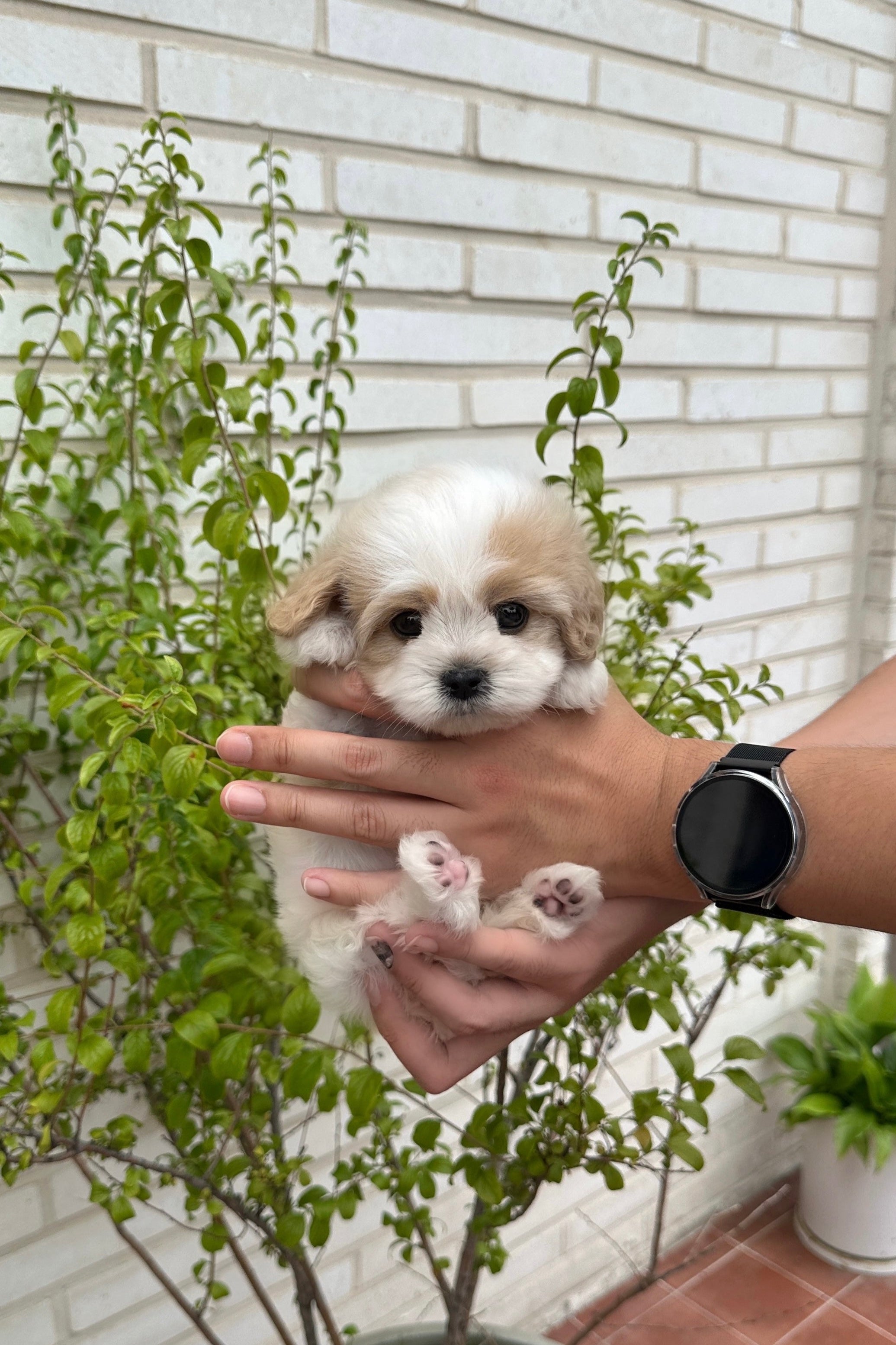 WINE - MALE (CAVAPOO)