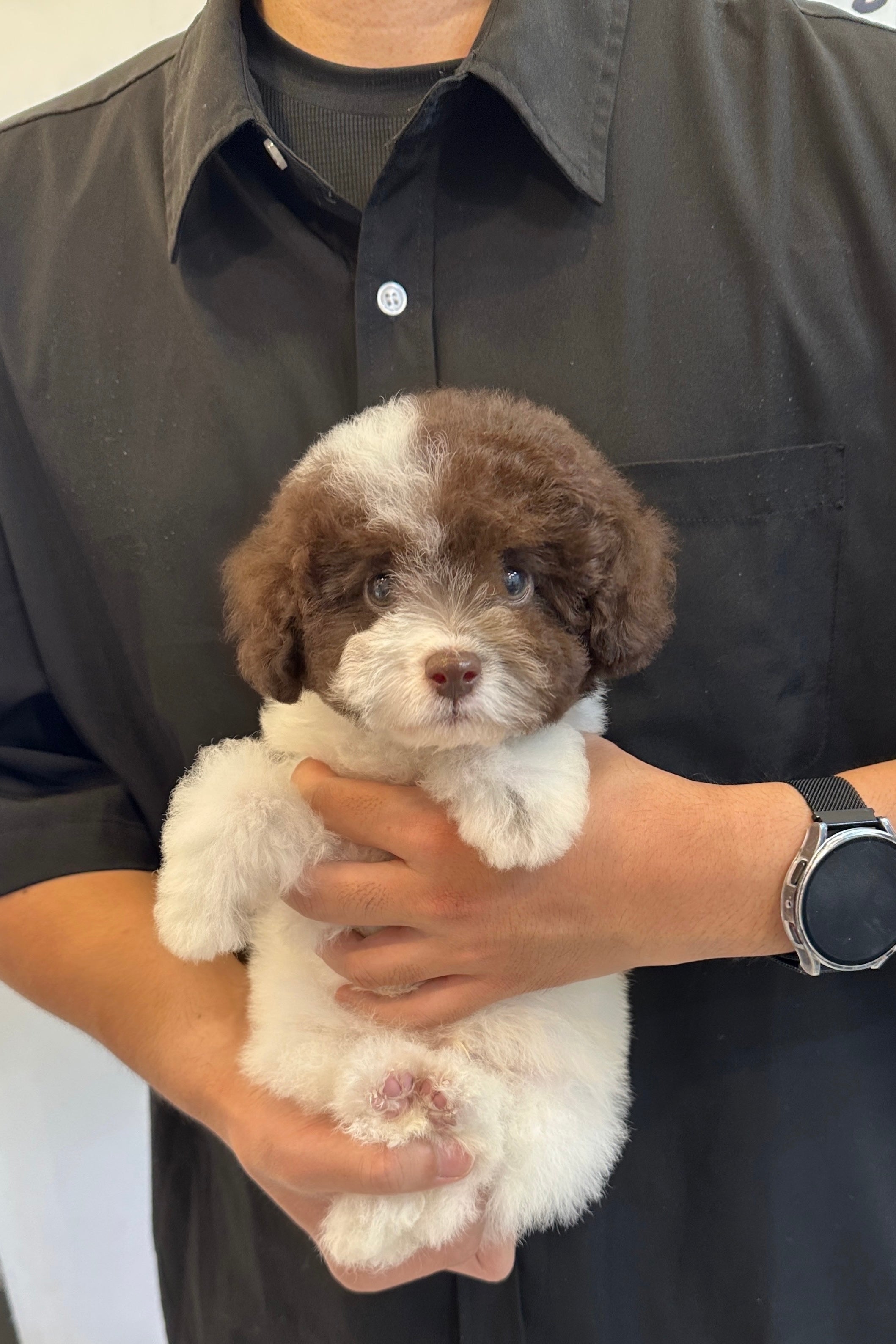 CHOCO - MALE (TOY POODLE)