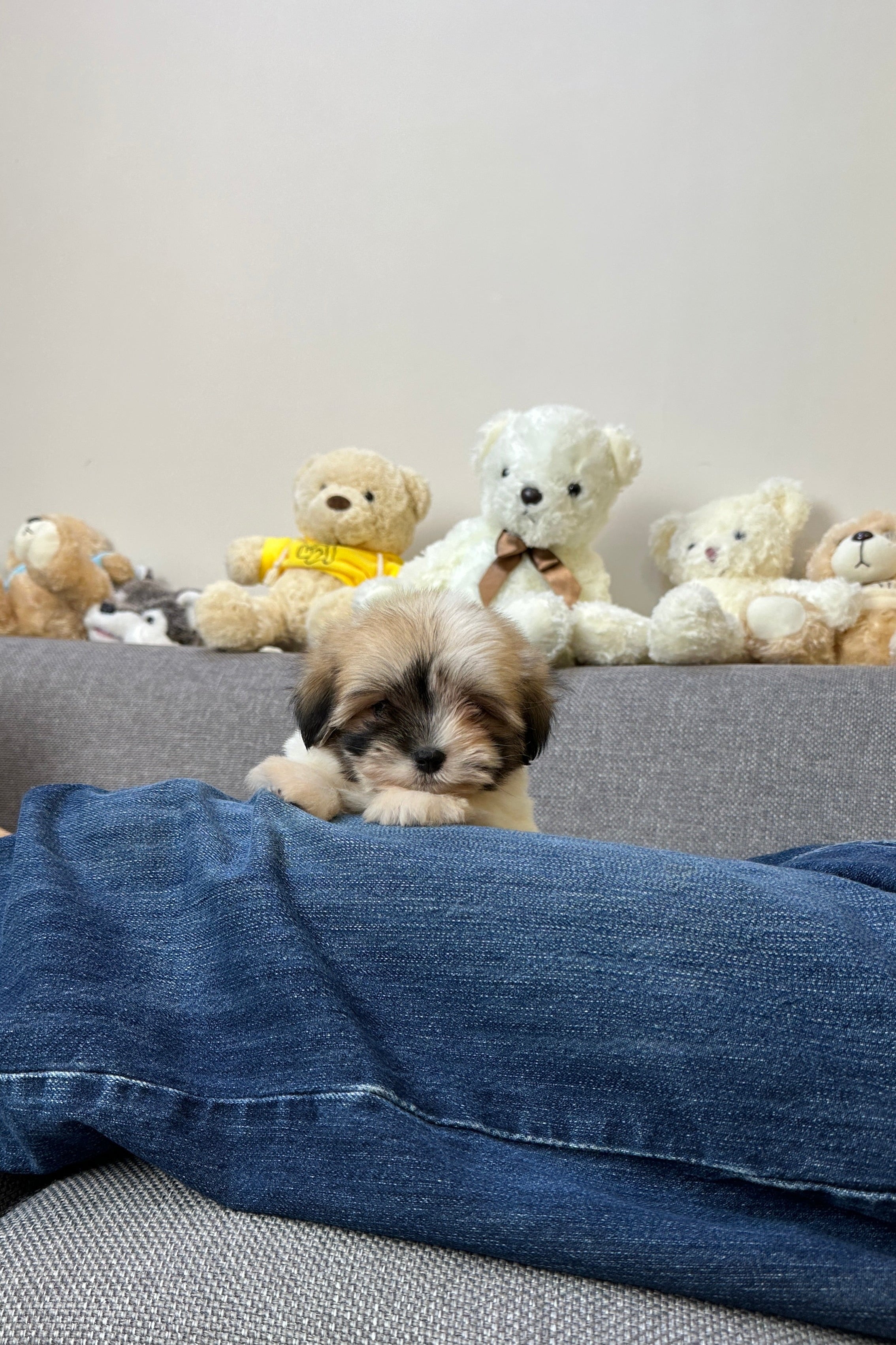 TTO TTO - FEMALE (COTON DE TULEAR)