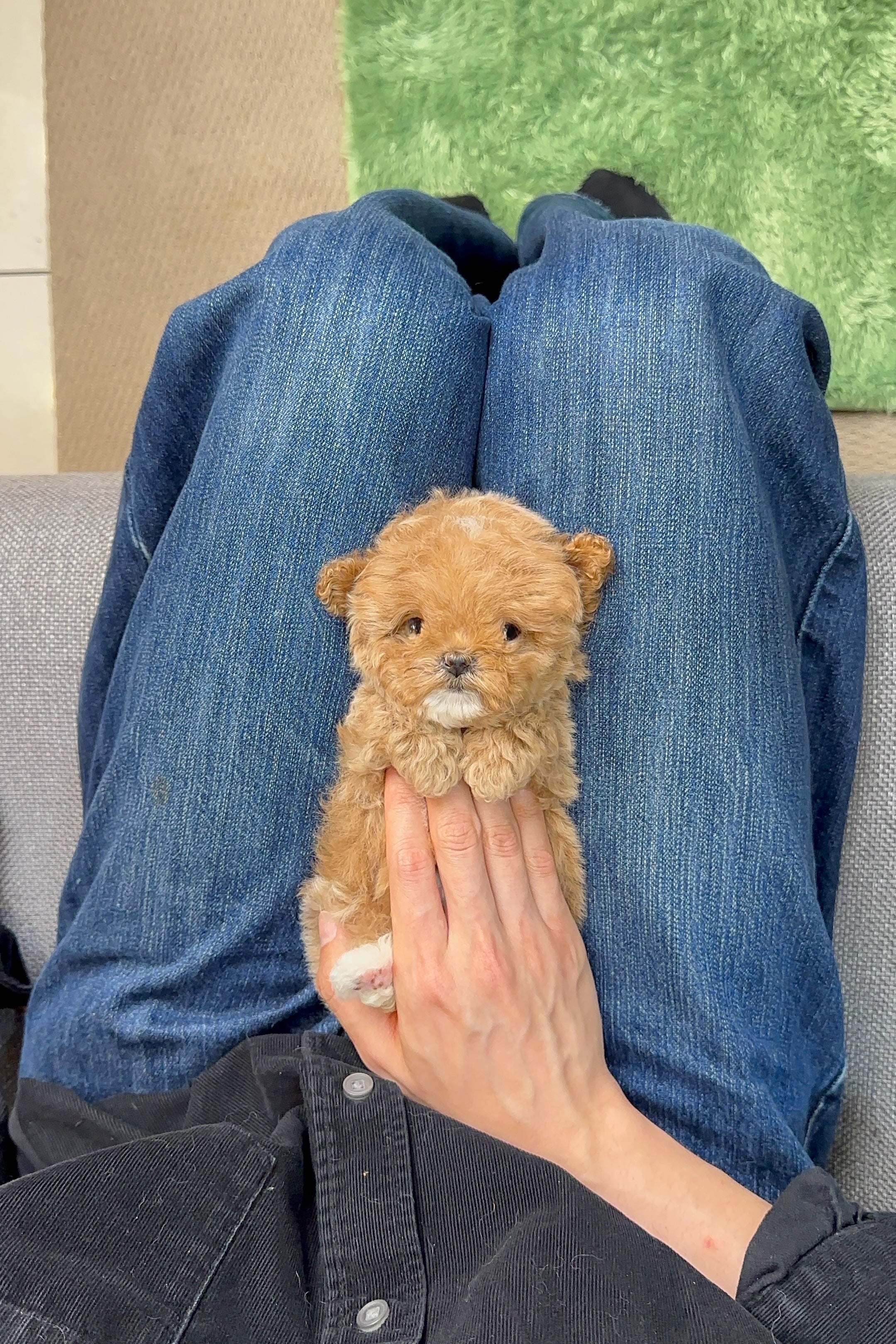 POPO - FEMALE (MALTIPOO)