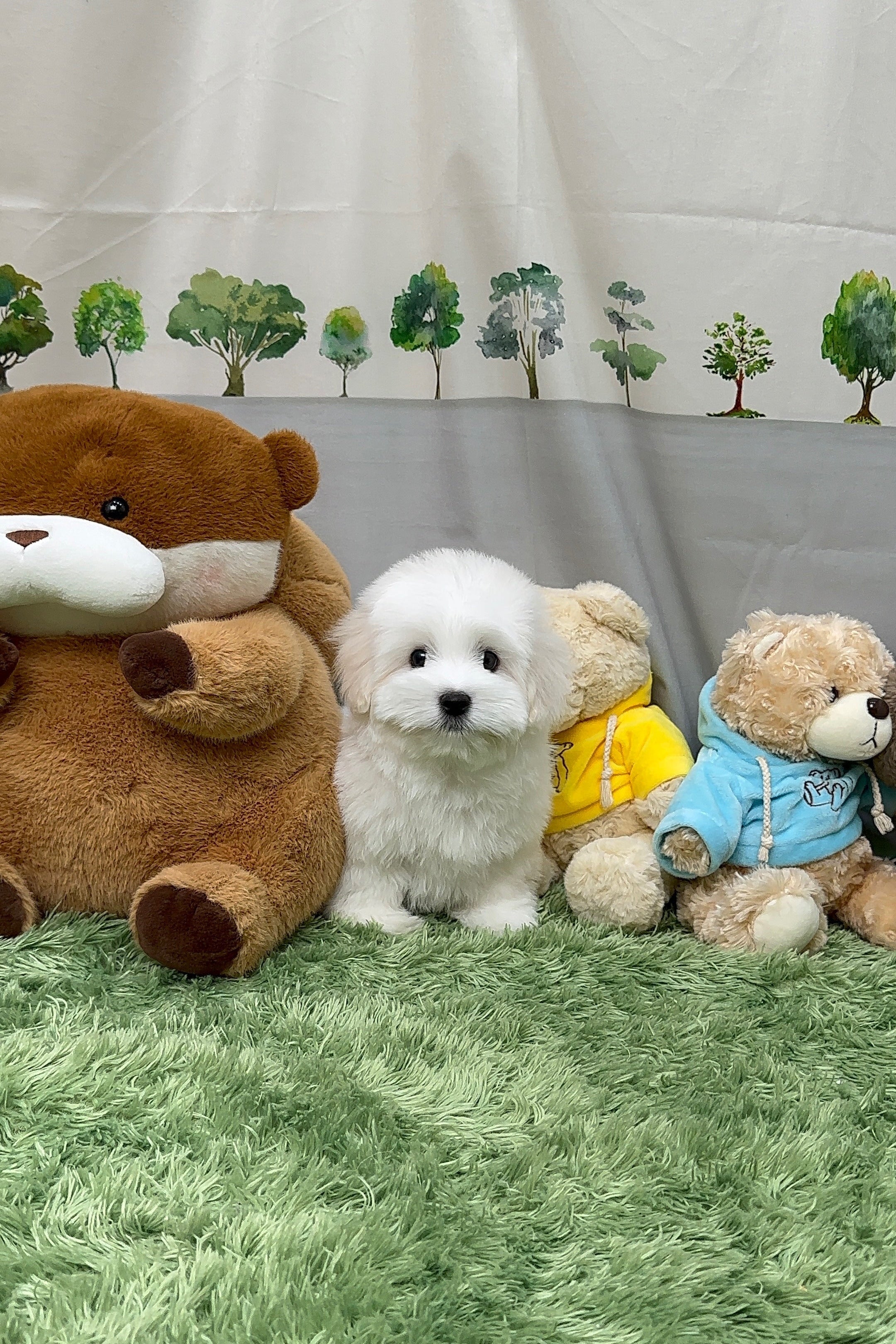 SANTA - MALE (COTON DE TULEAR)