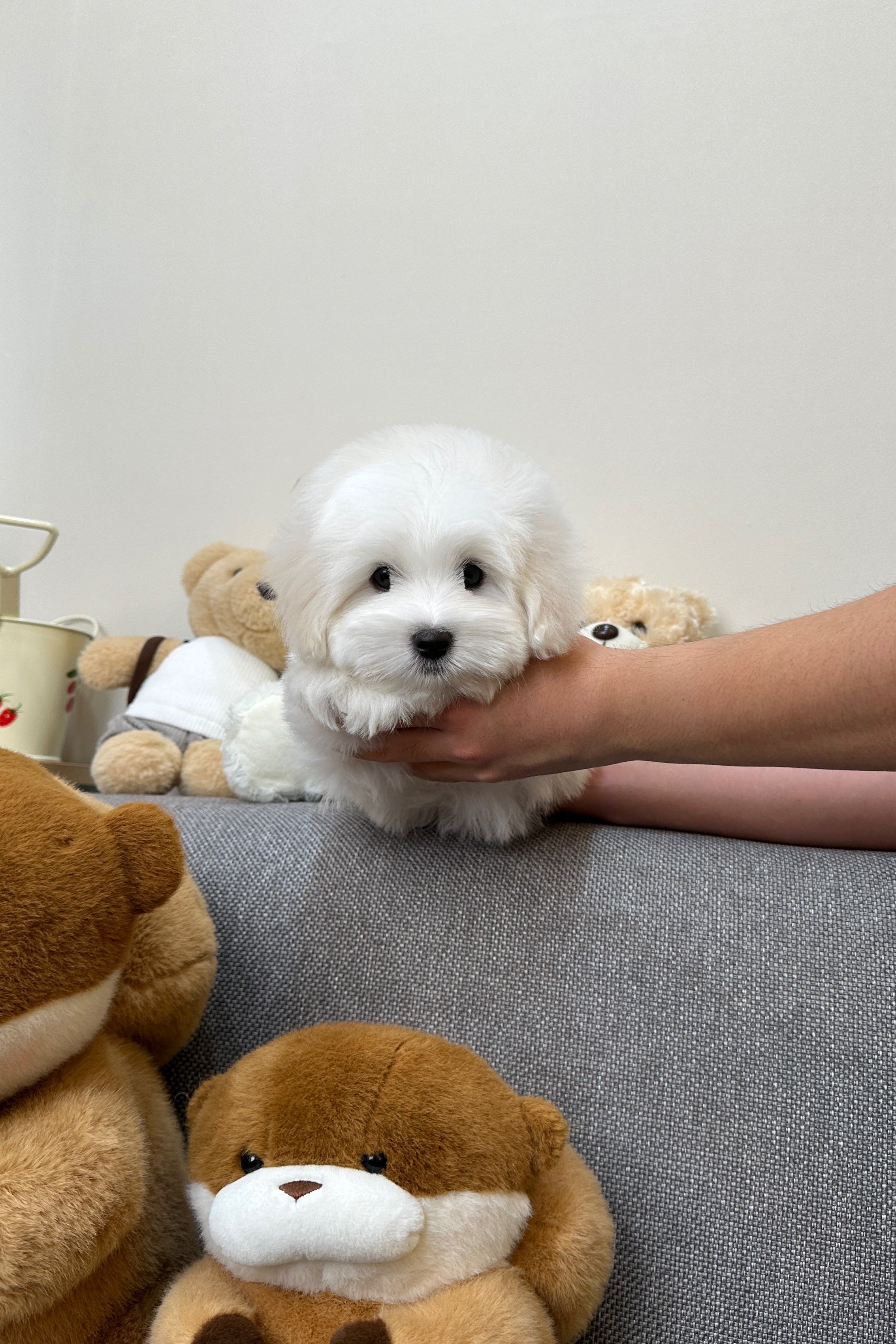 SANTA - MALE (COTON DE TULEAR)