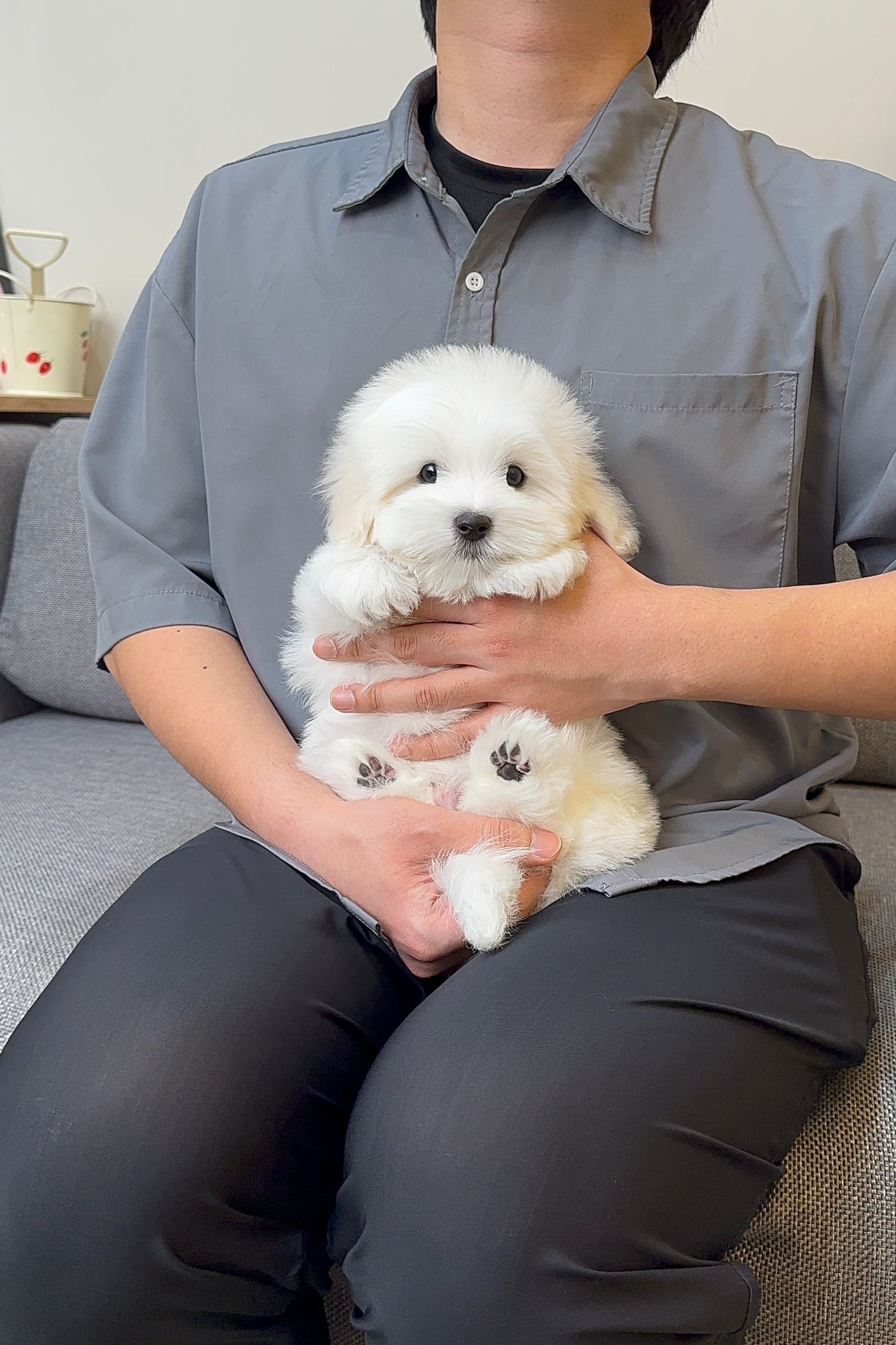 SANTA - MALE (COTON DE TULEAR)