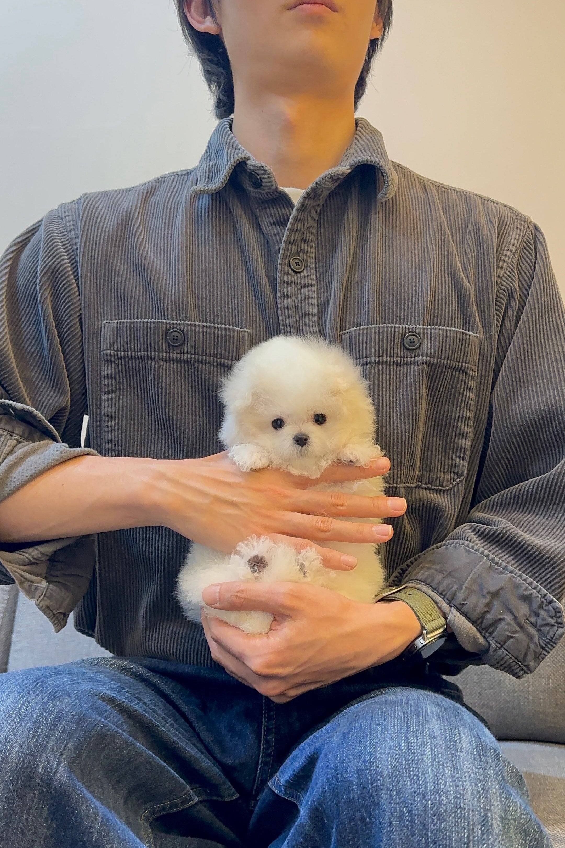 LISA - FEMALE (MINI BICHON FRISE)