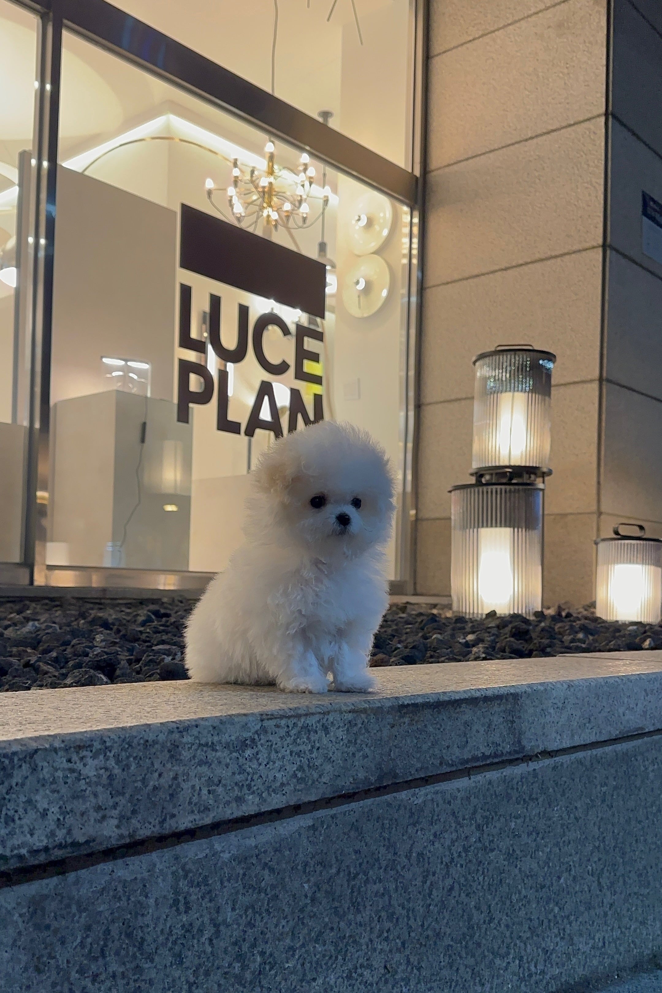 LISA - FEMALE (MINI BICHON FRISE)