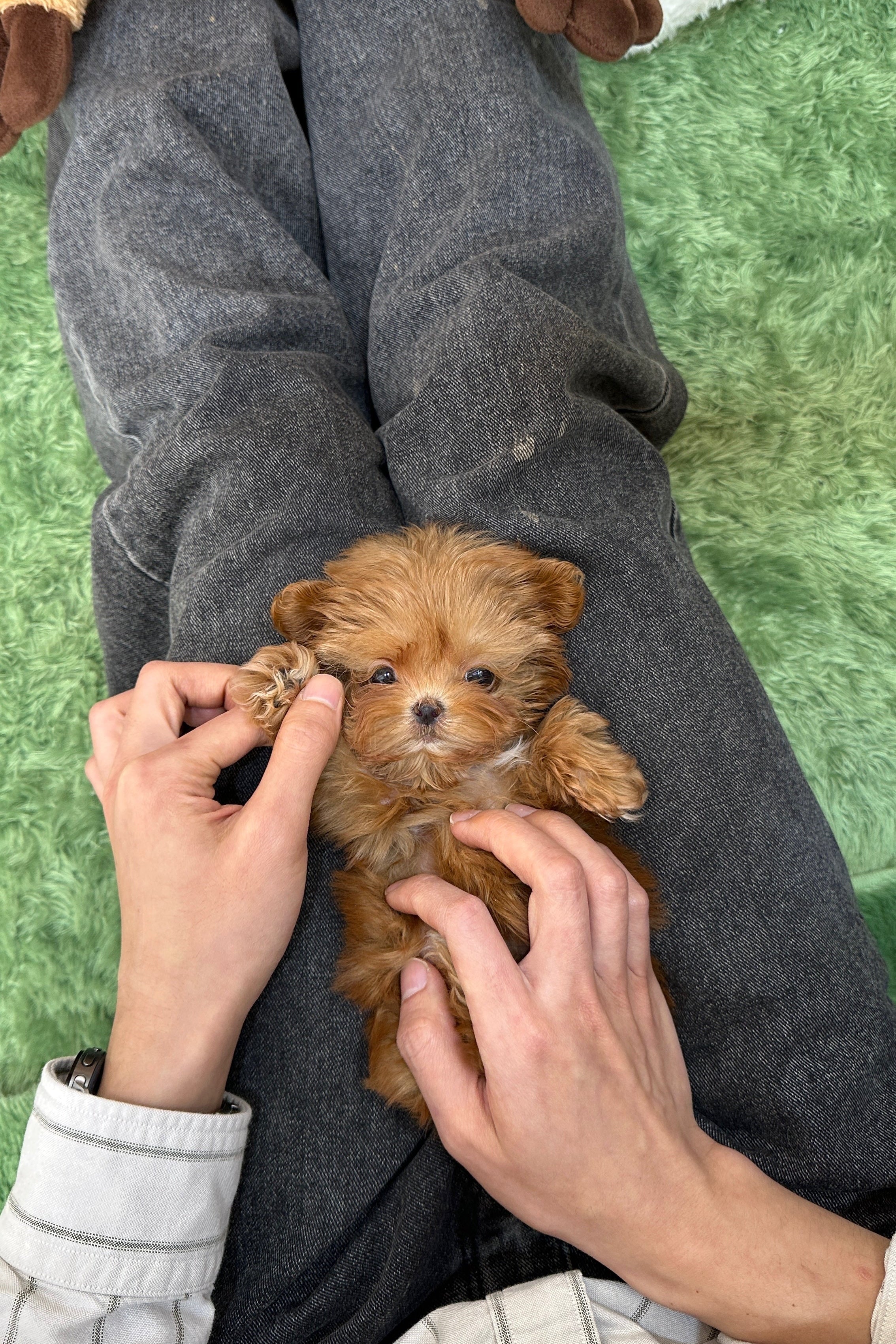 LEEZE - FEMALE (MALTIPOO) – Kim's Pups