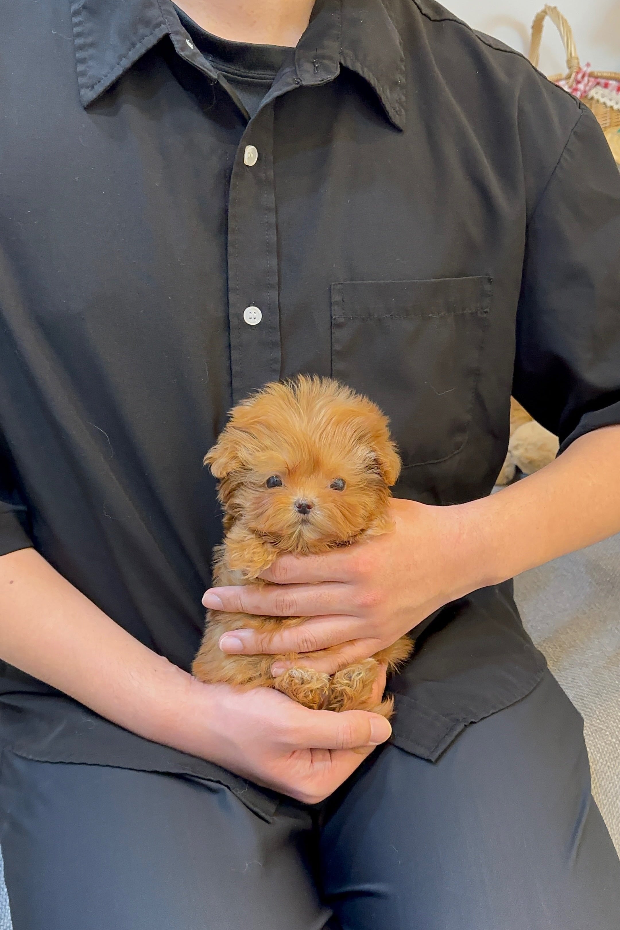 LEEZE - FEMALE (MALTIPOO)