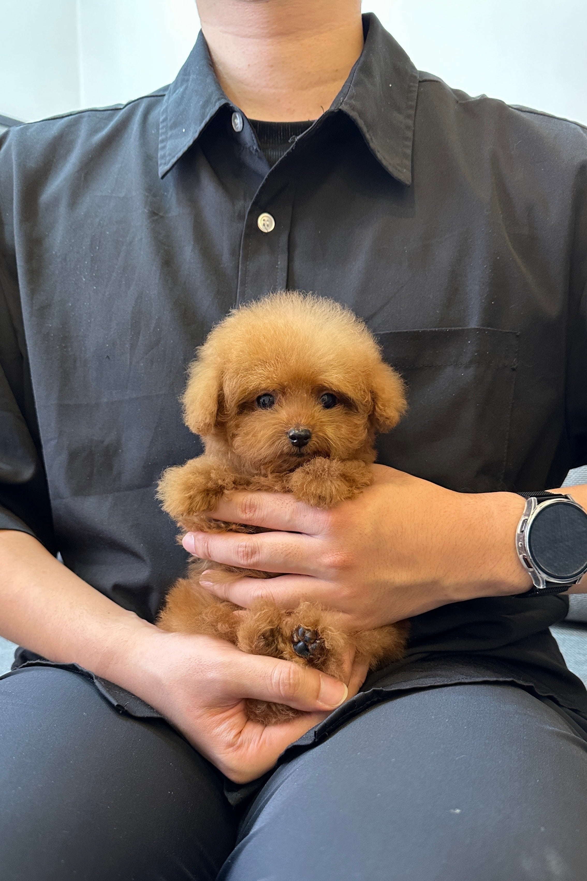 NAMU - MALE (TEACUP POODLE)
