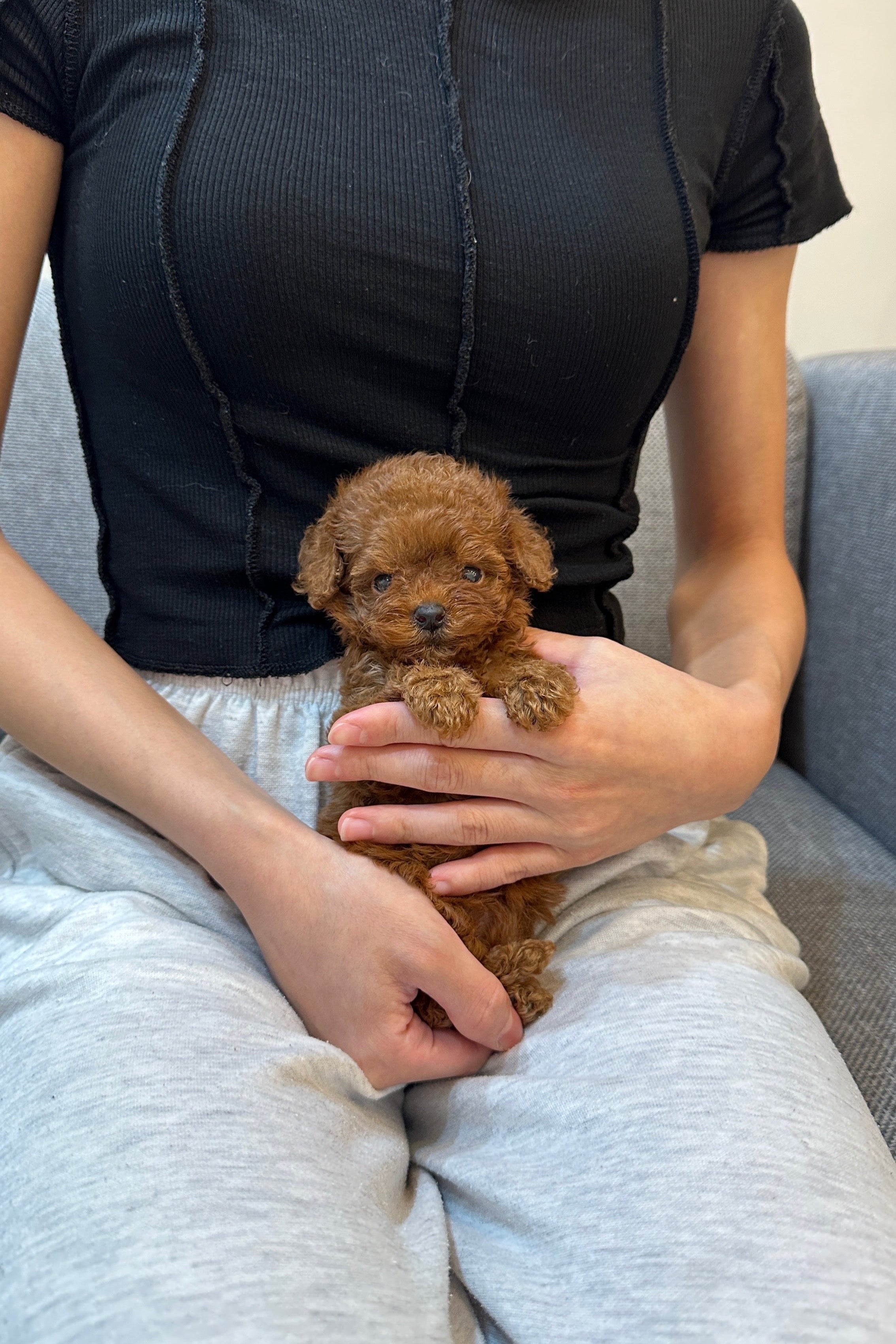 SOI - FEMALE (TOY POODLE)