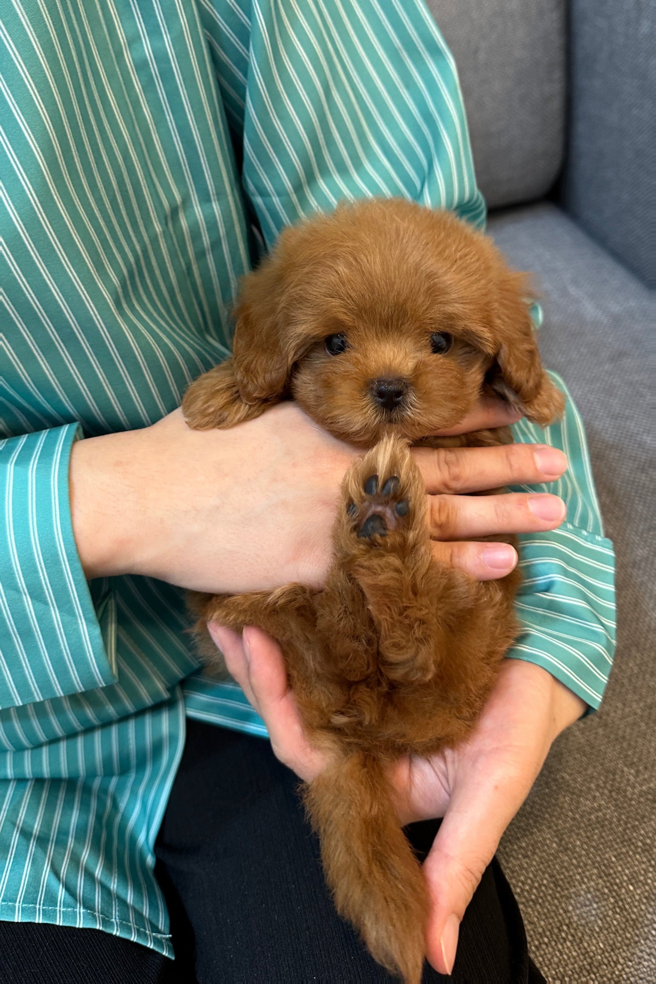 MINI - FEMALE (MALTIPOO)
