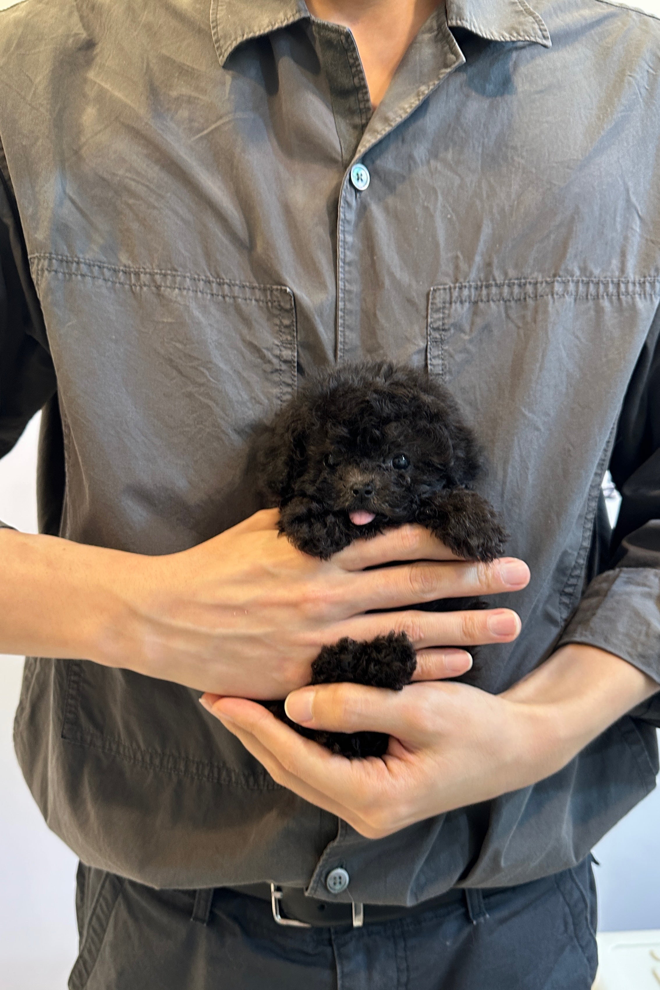 ZERO - FEMALE (TEACUP POODLE)