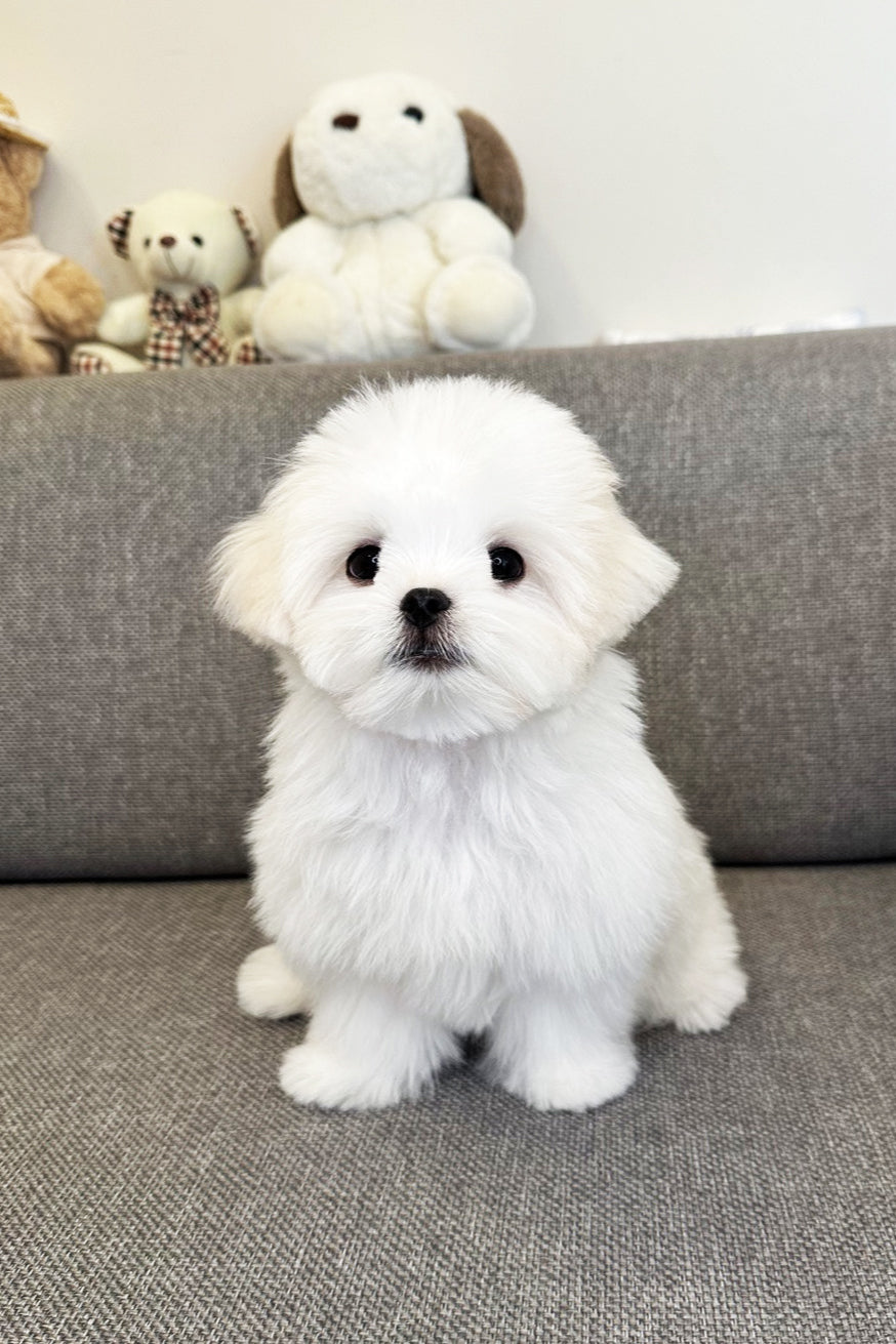 HUGH - MALE (MALTESE)