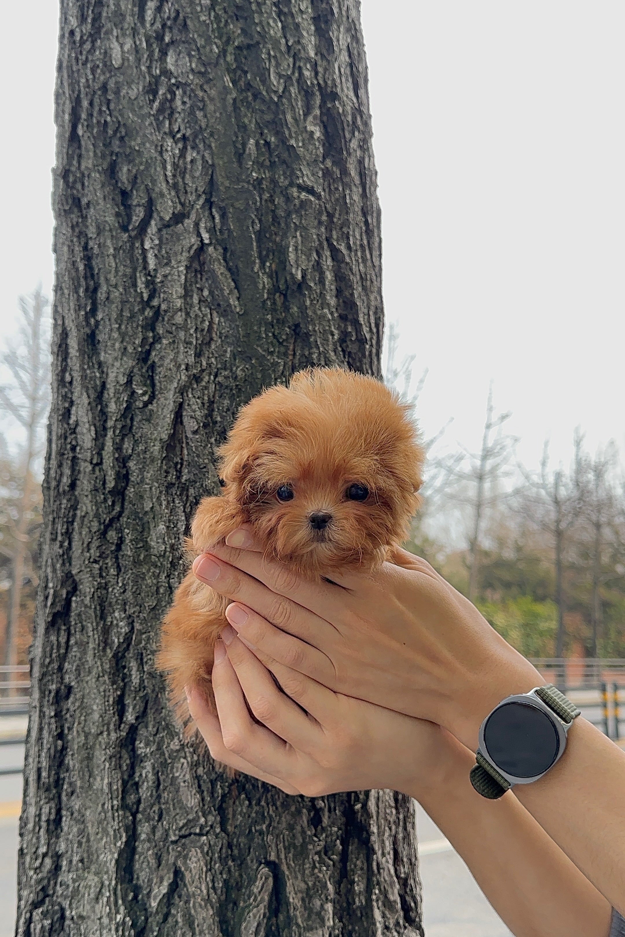 LEEZE - FEMALE (MALTIPOO)