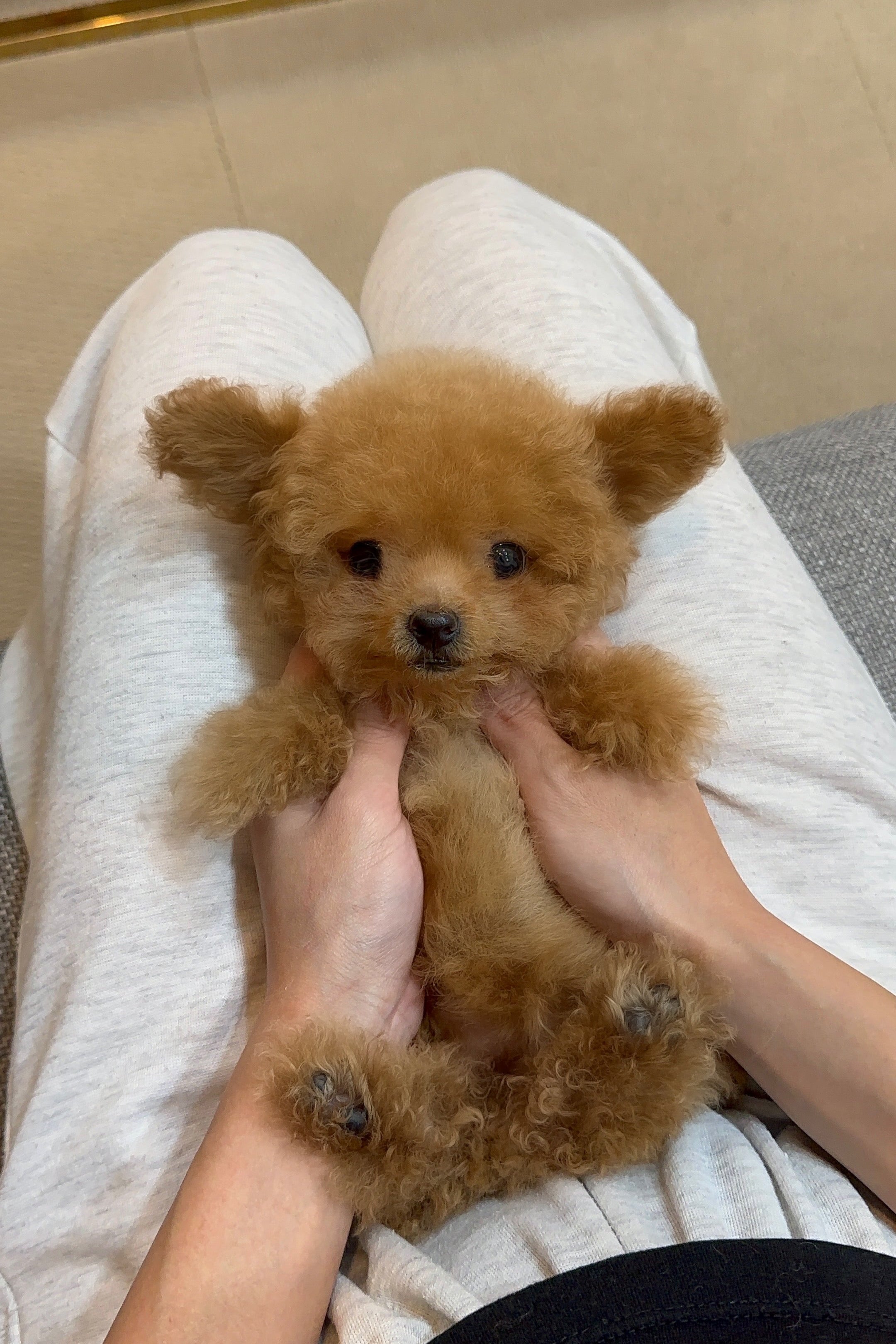 CHERRY - FEMALE (TEACUP POODLE)