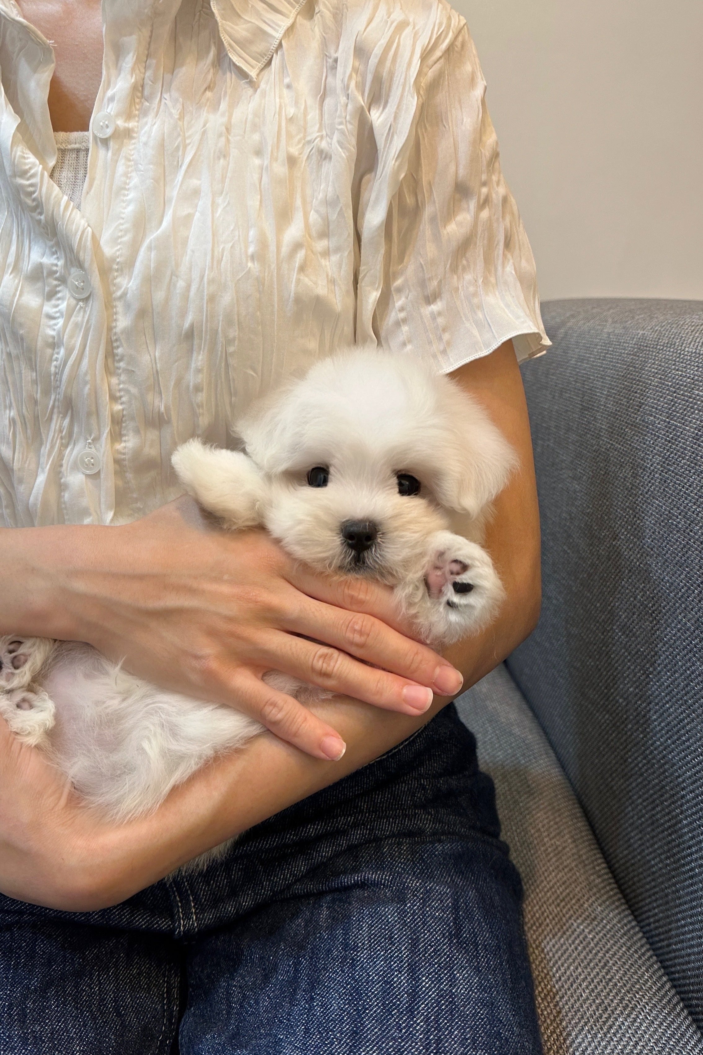 DALNIM - FEMALE (COTON DE TULEAR)
