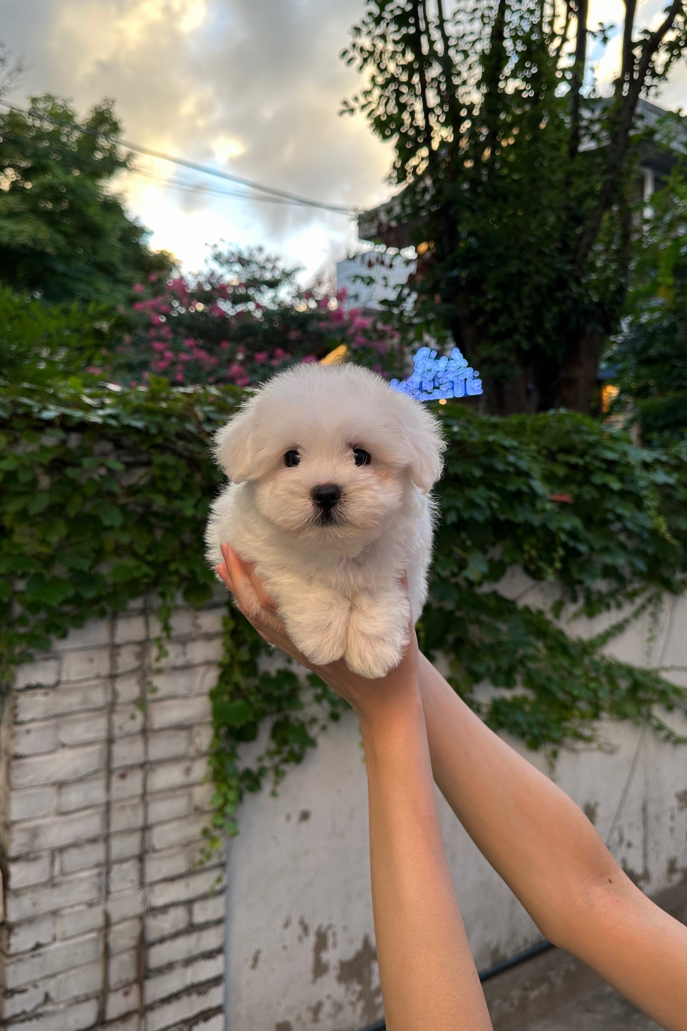 DALNIM - FEMALE (COTON DE TULEAR)