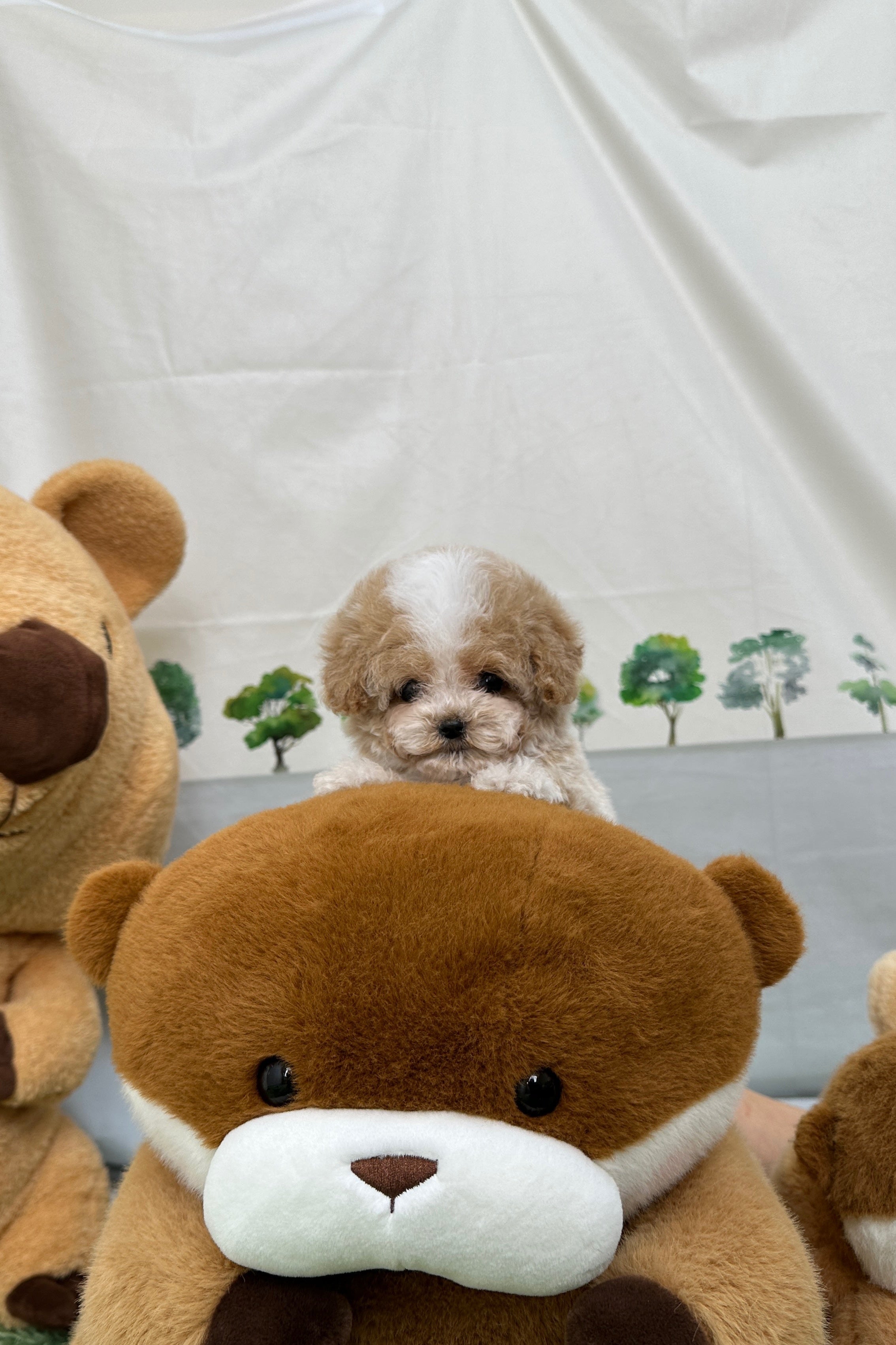 ARO - MALE (MALTIPOO)