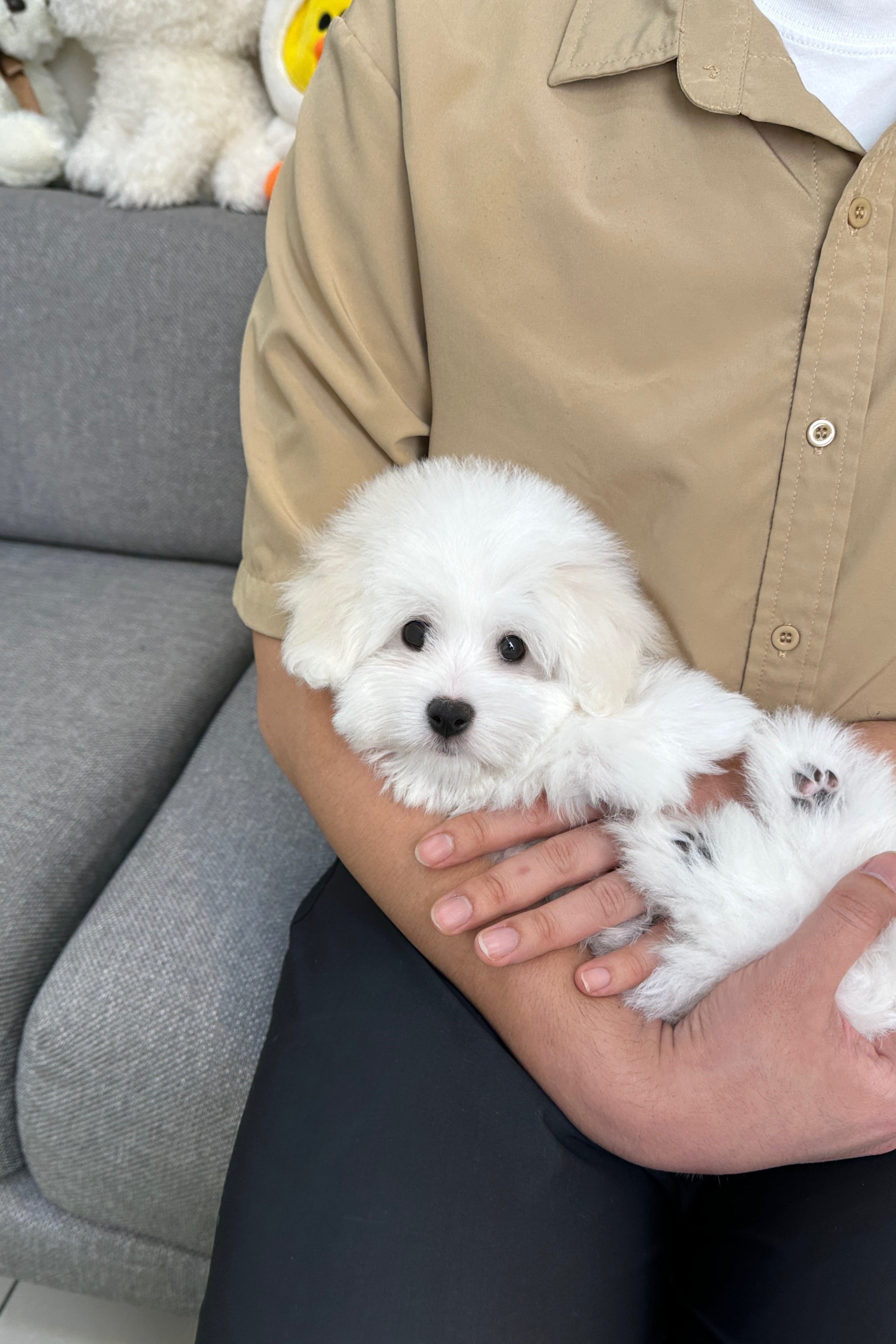 MERRY - FEMALE (COTON DE TULEAR)