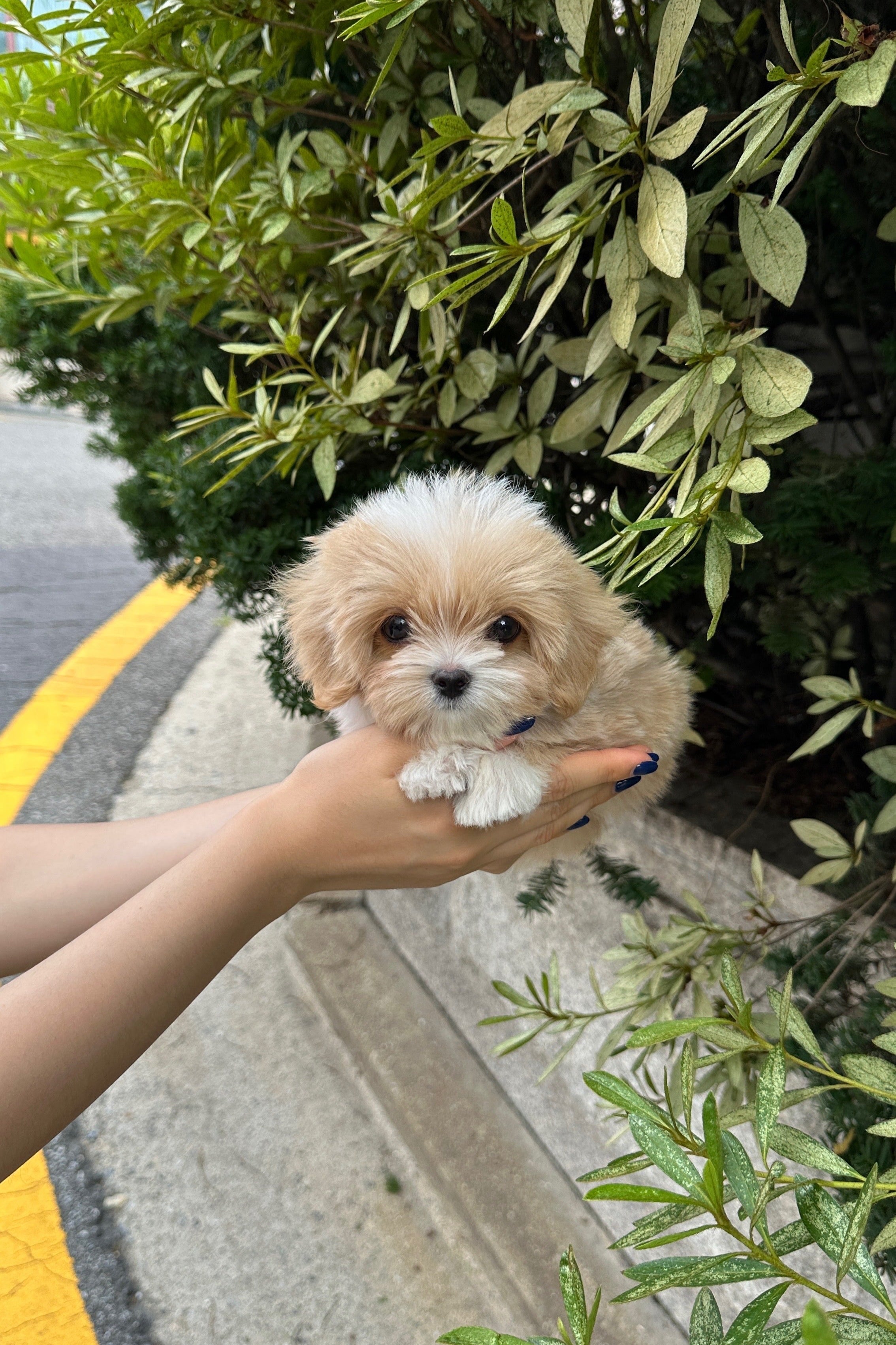 TINO - MALE (MALTIPOO)