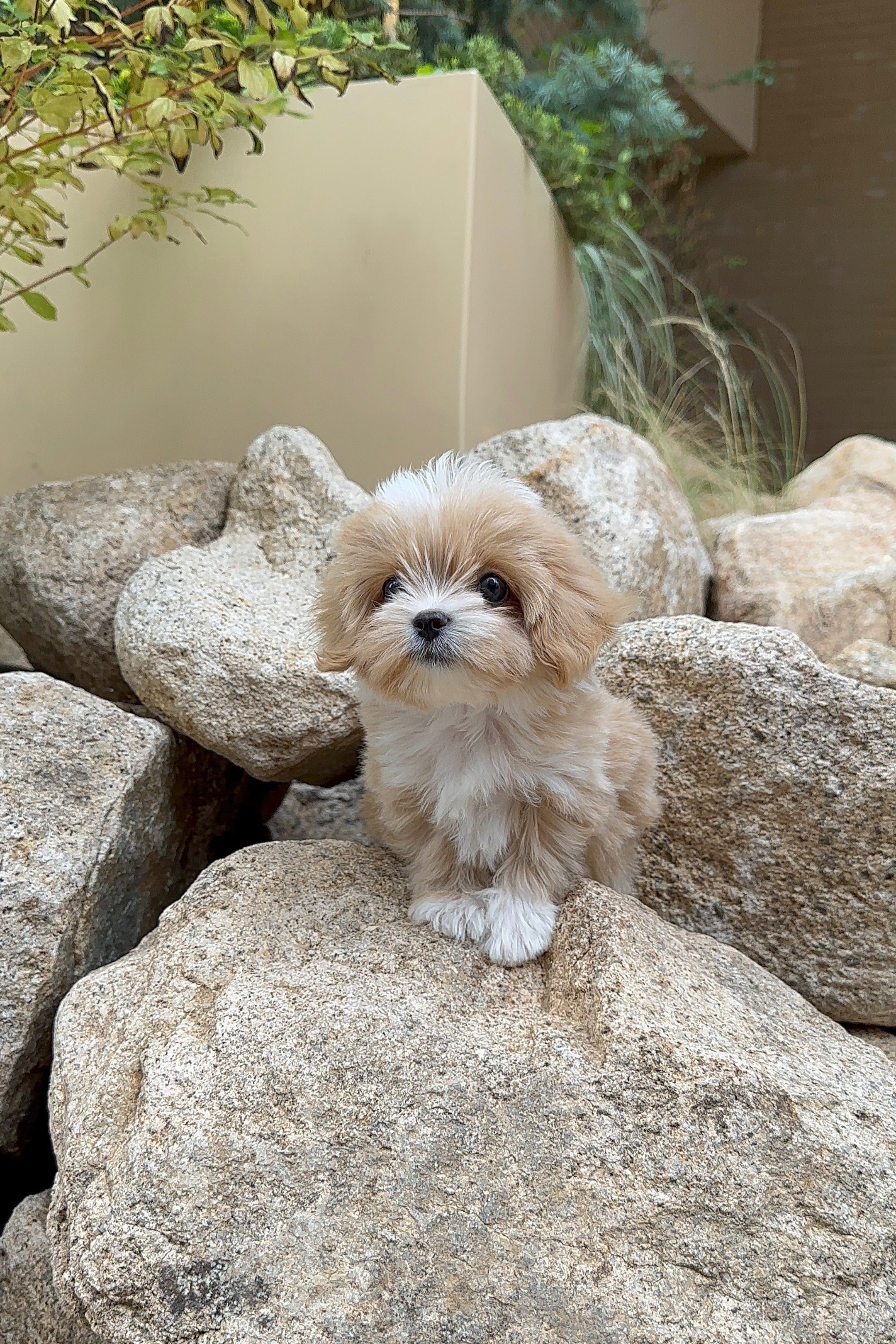 TINO - MALE (MALTIPOO)