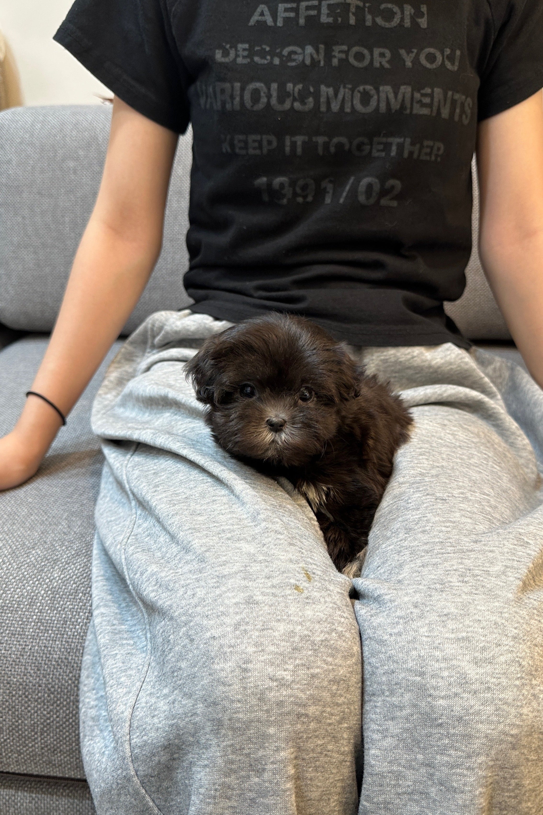 YURI - FEMALE (MALTIPOO)