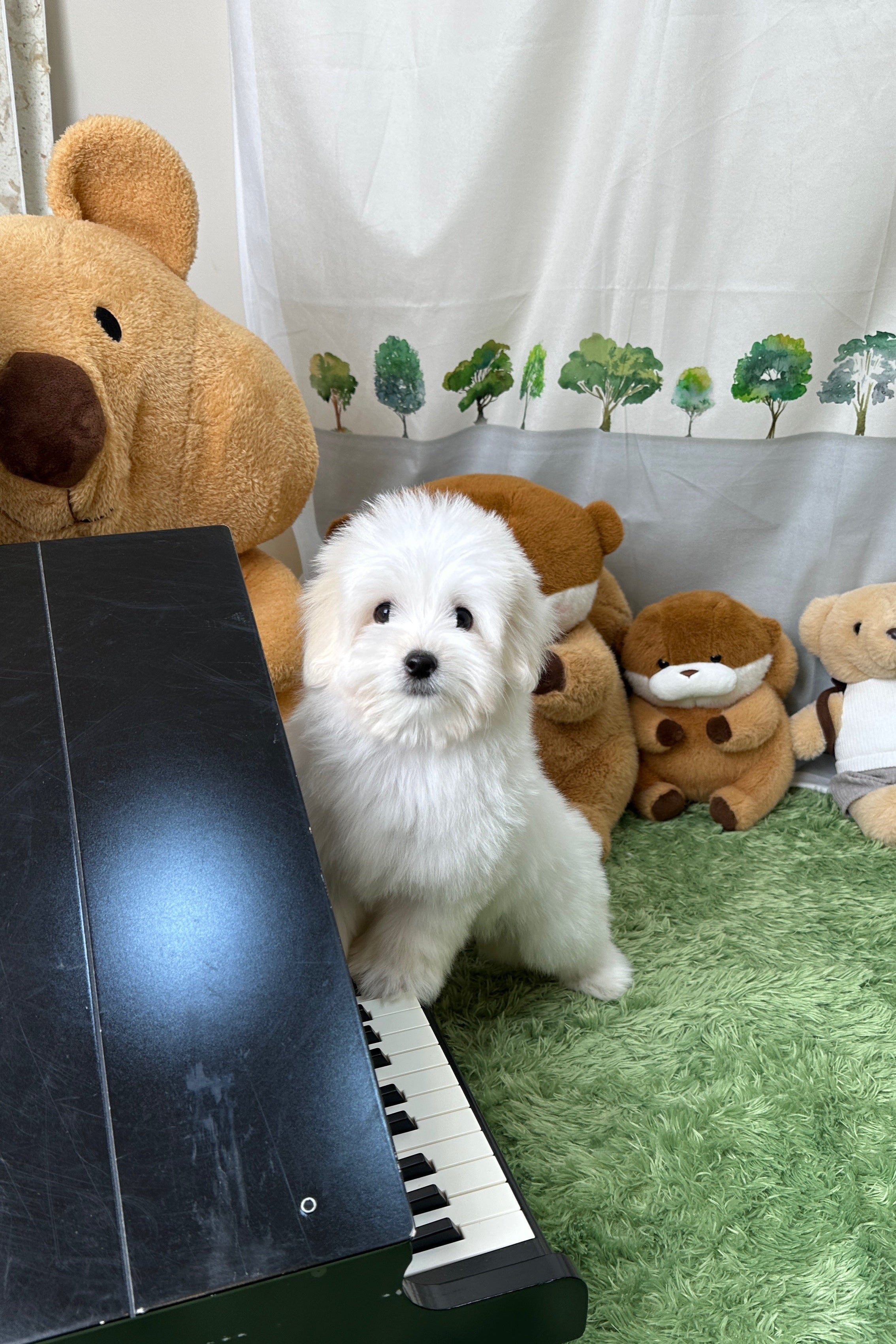 SEOA - FEMALE (COTON DE TULEAR)