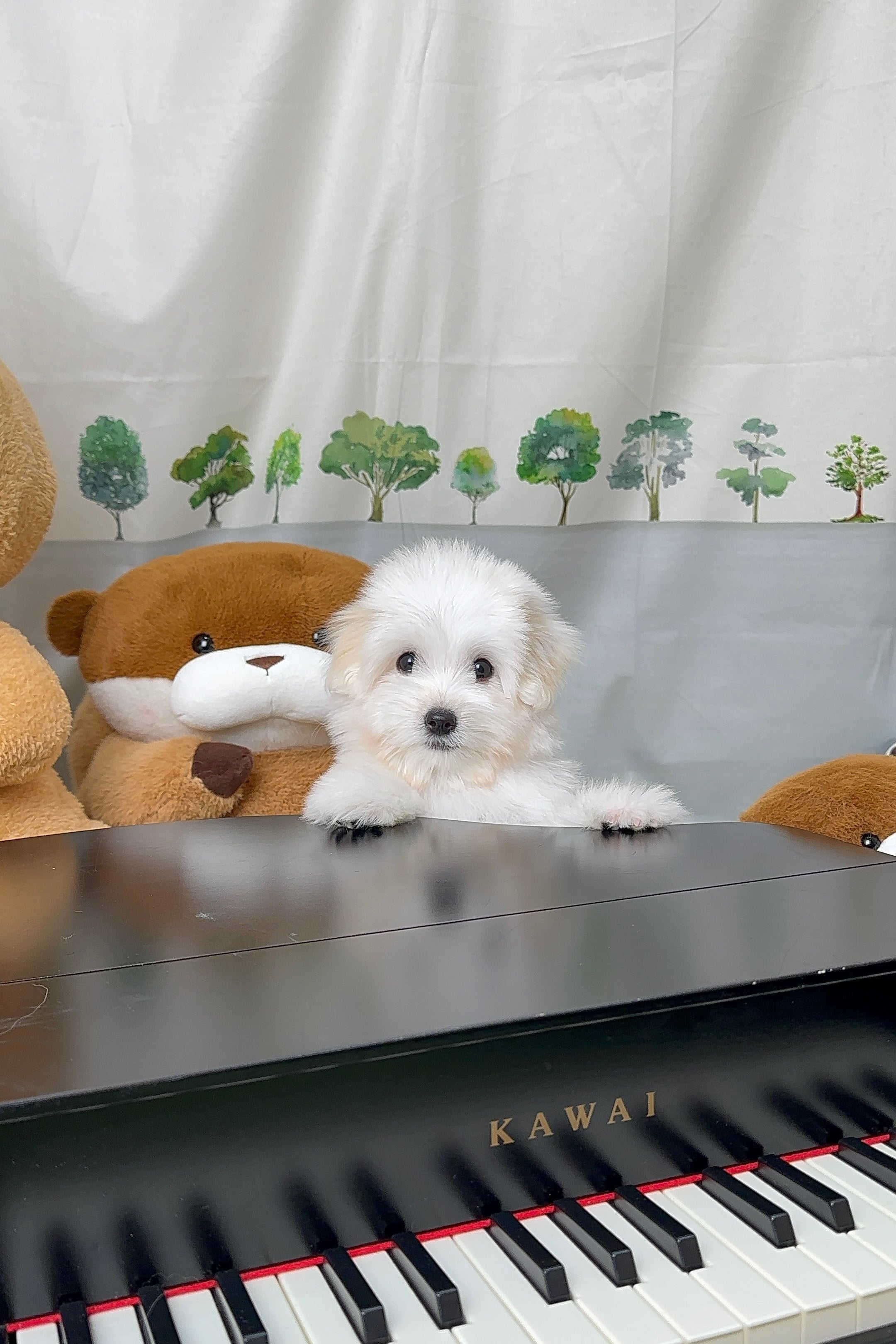SEOA - FEMALE (COTON DE TULEAR)