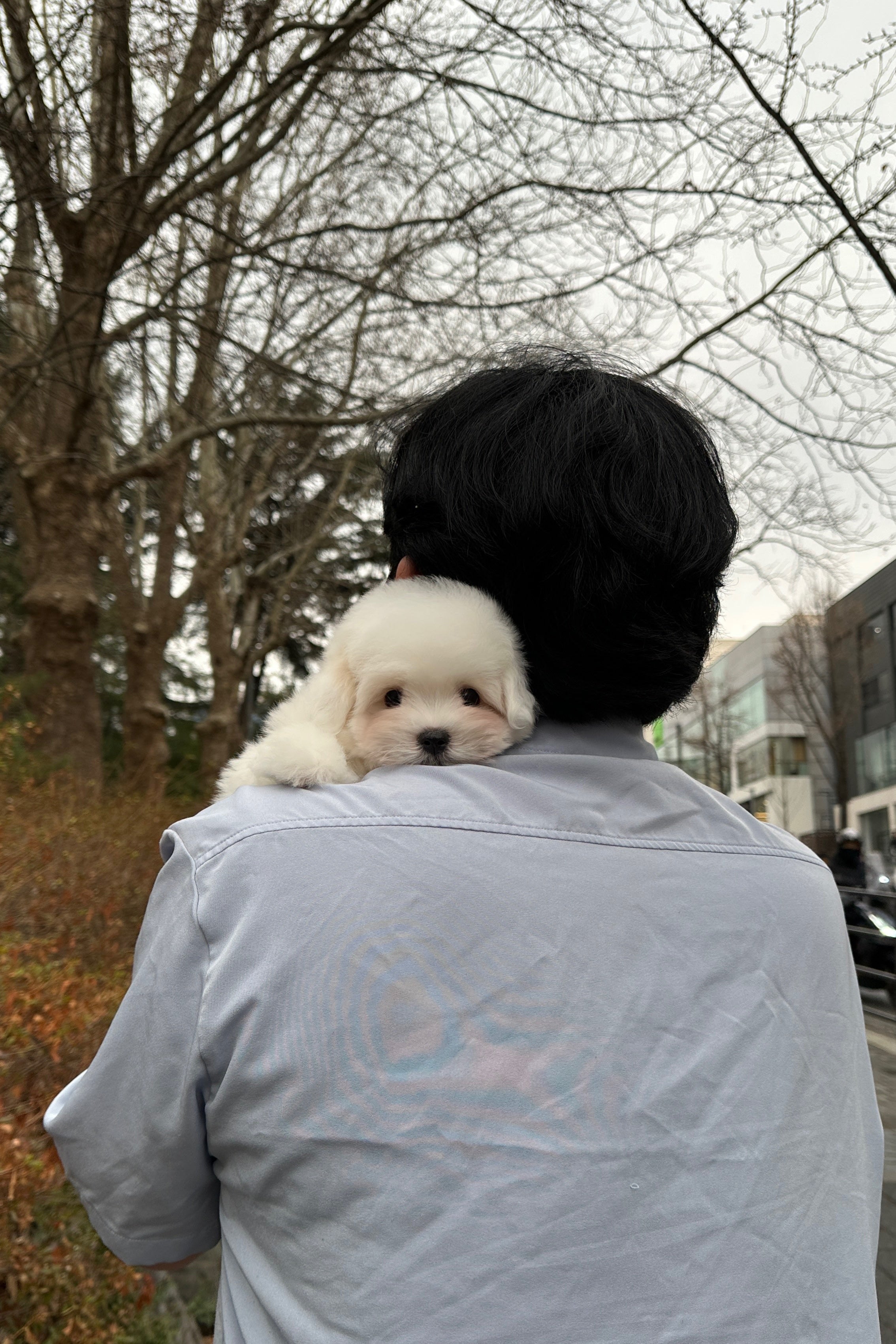 COA - MALE (COTON DE TULEAR)