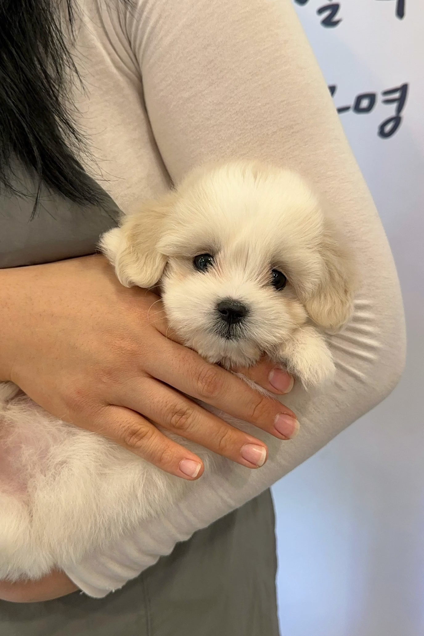 NAMI - FEMALE (COTON DE TULEAR)