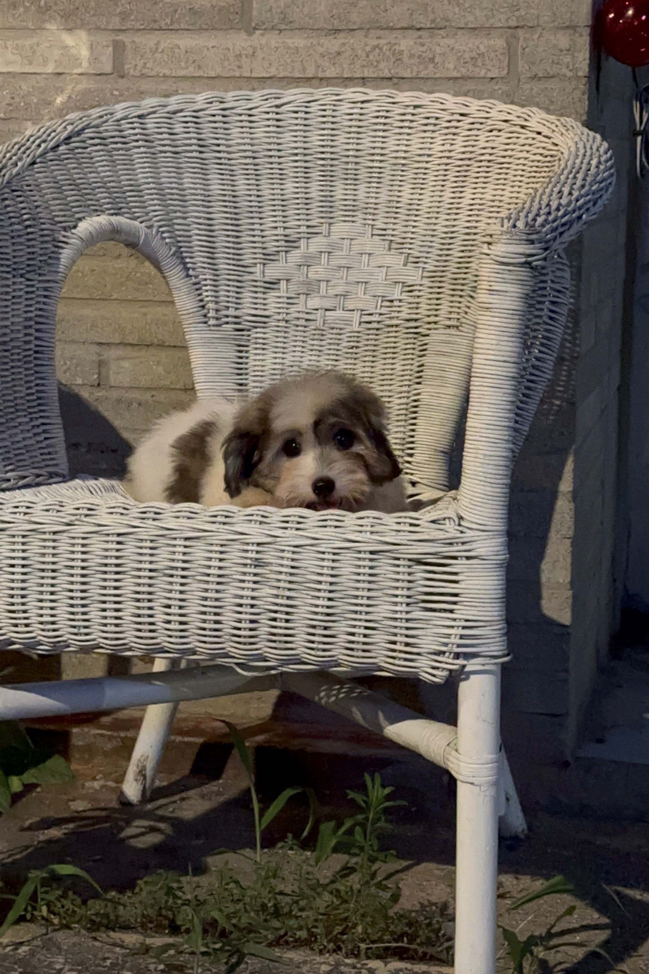 BOBA - FEMALE (COTON DE TULEAR)
