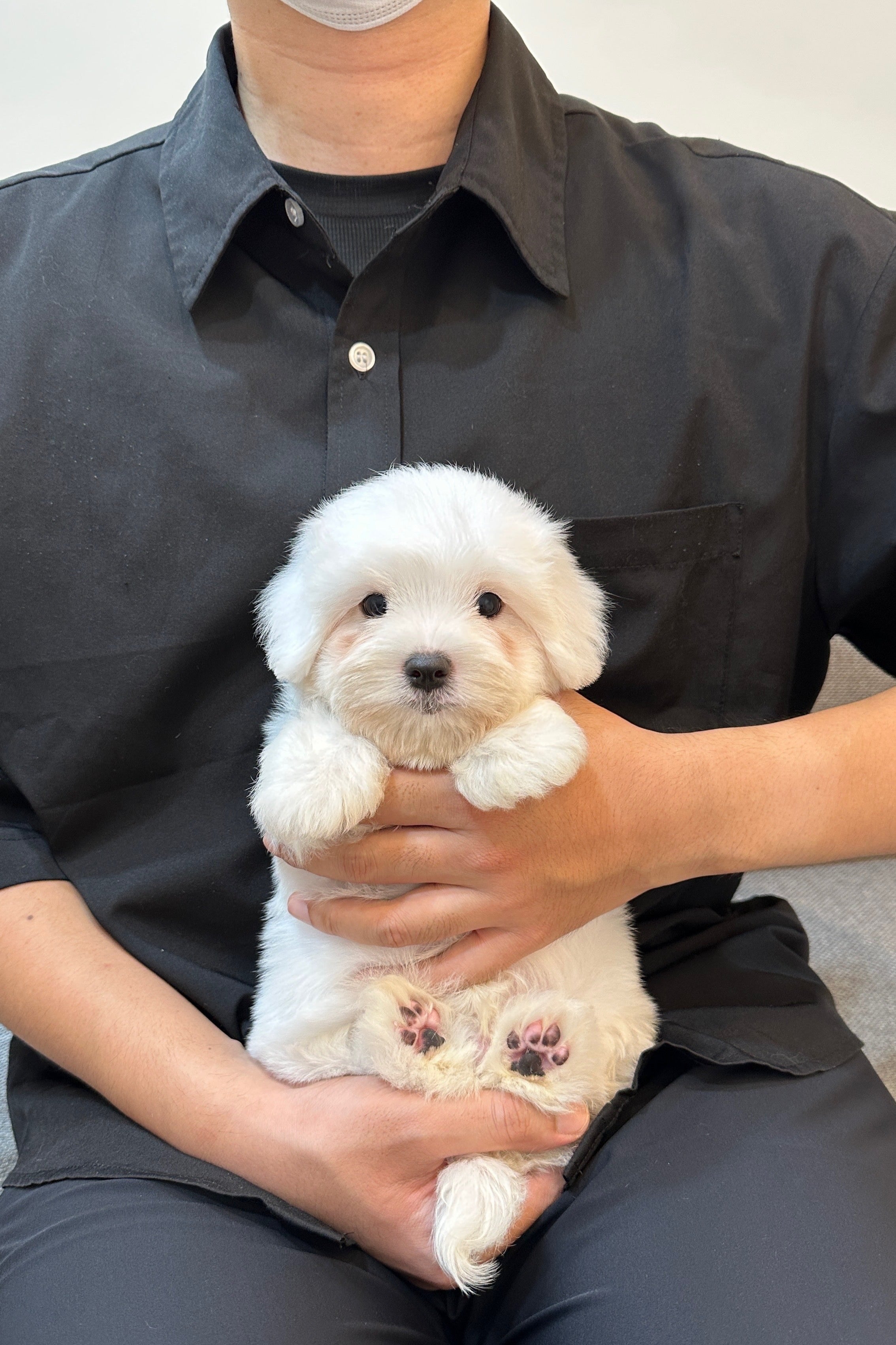 HAETNIM - MALE (COTON DE TULEAR)