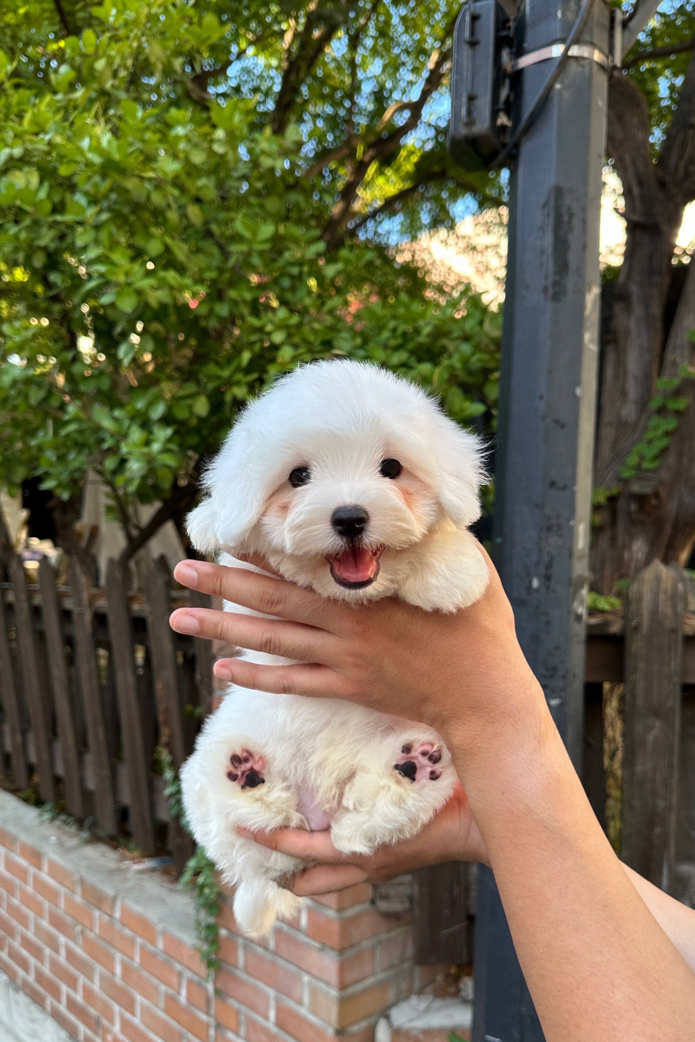 HAETNIM - MALE (COTON DE TULEAR)
