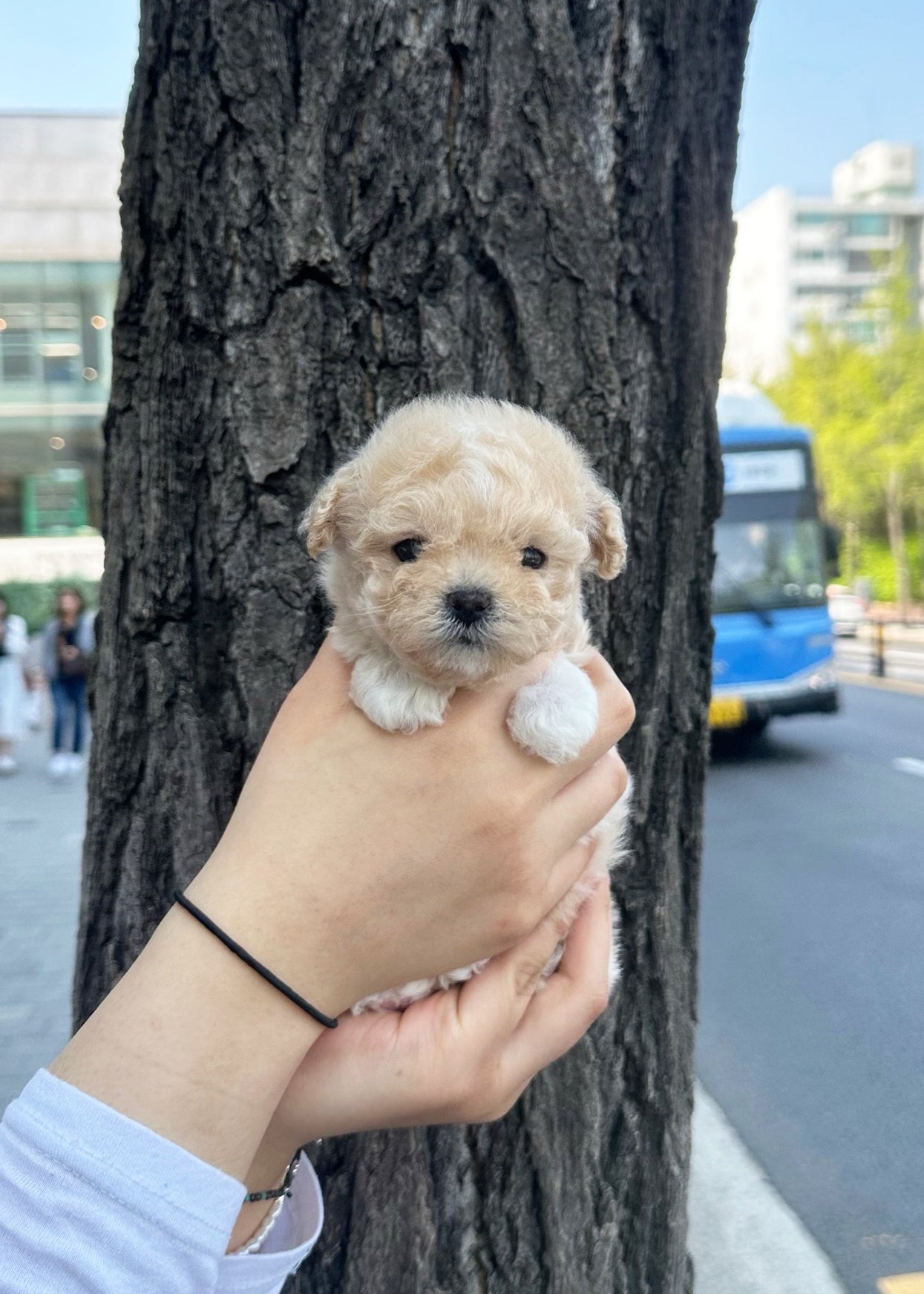 JASMINE - 雌性（马耳他犬）