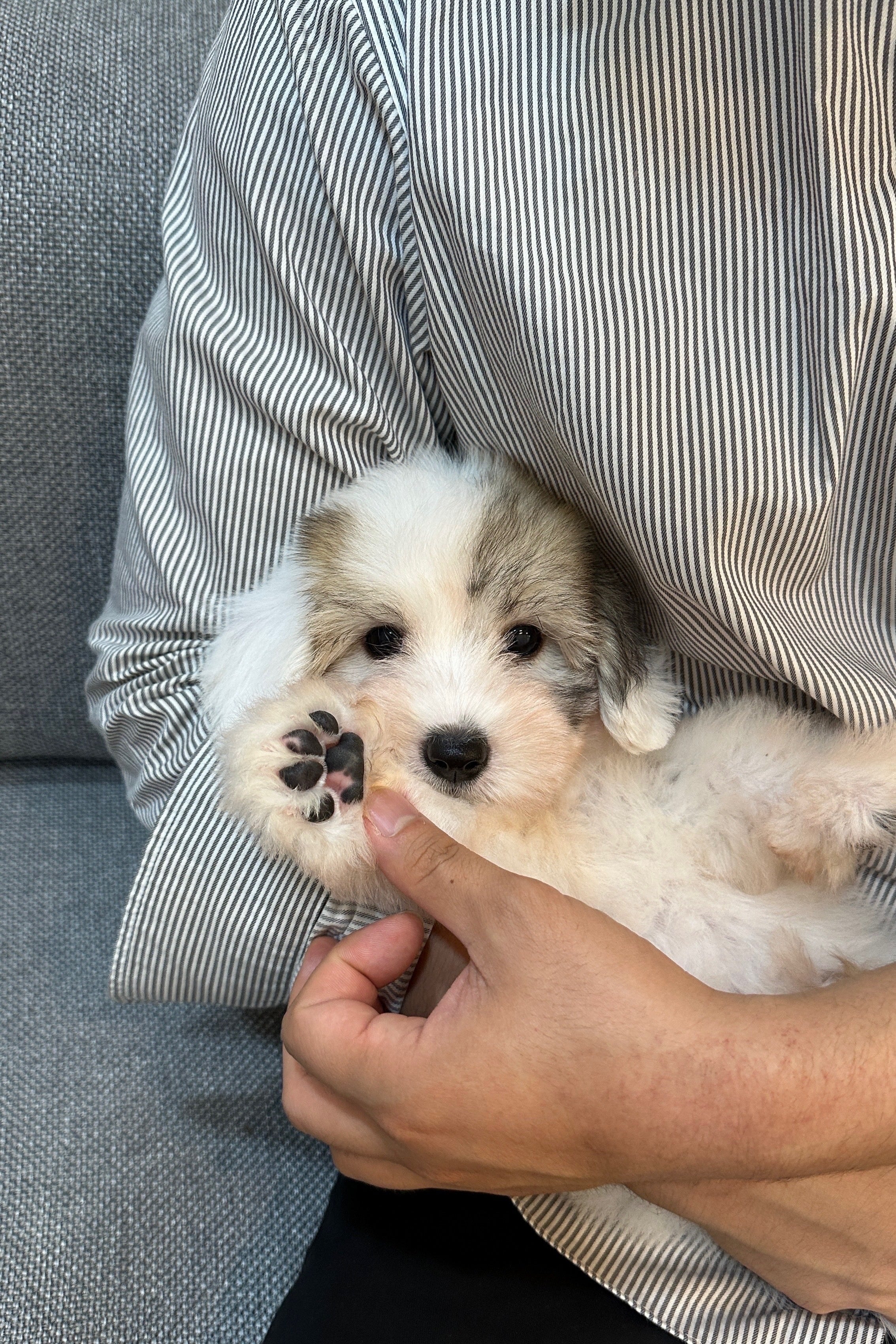 MARONG - MALE (COTON DE TULEAR)