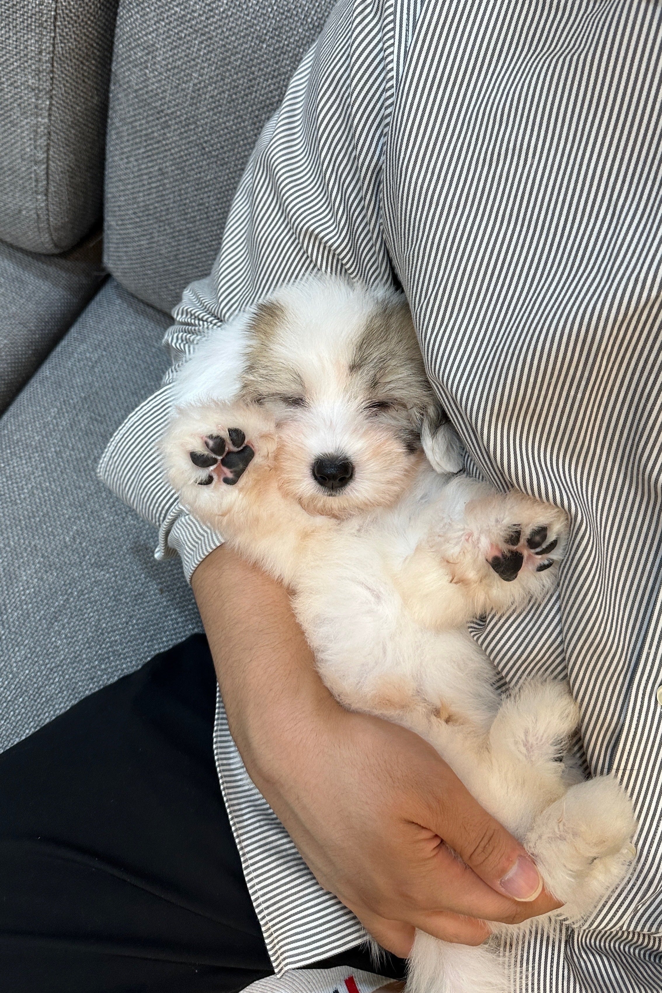 MARONG - MALE (COTON DE TULEAR)
