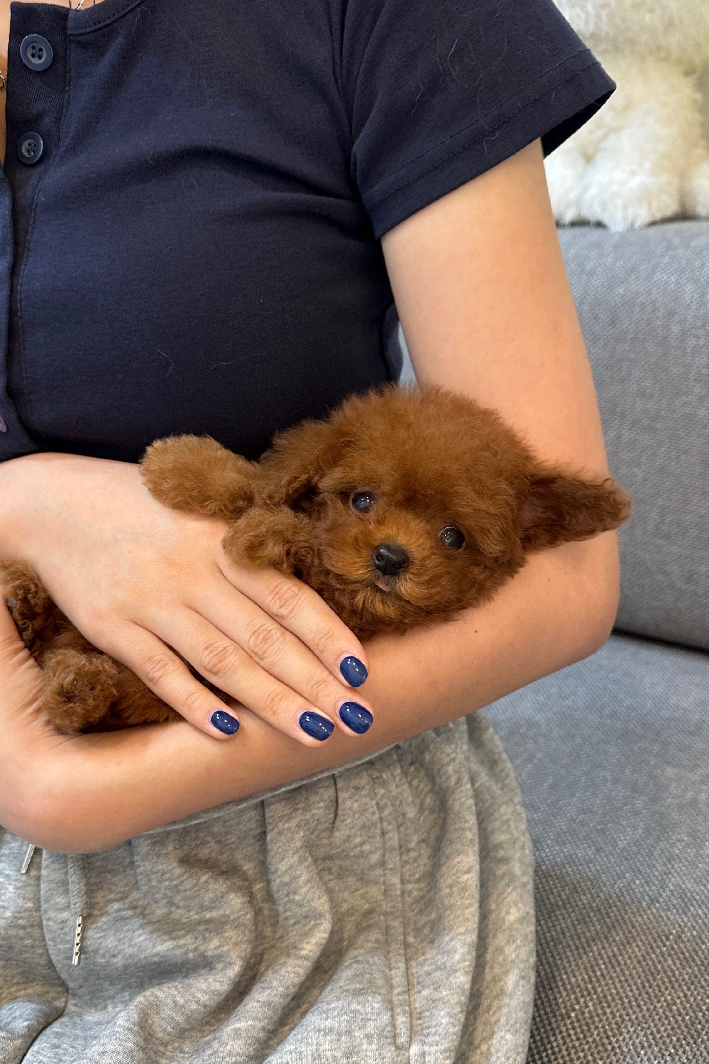 SOI - FEMALE (TOY POODLE)