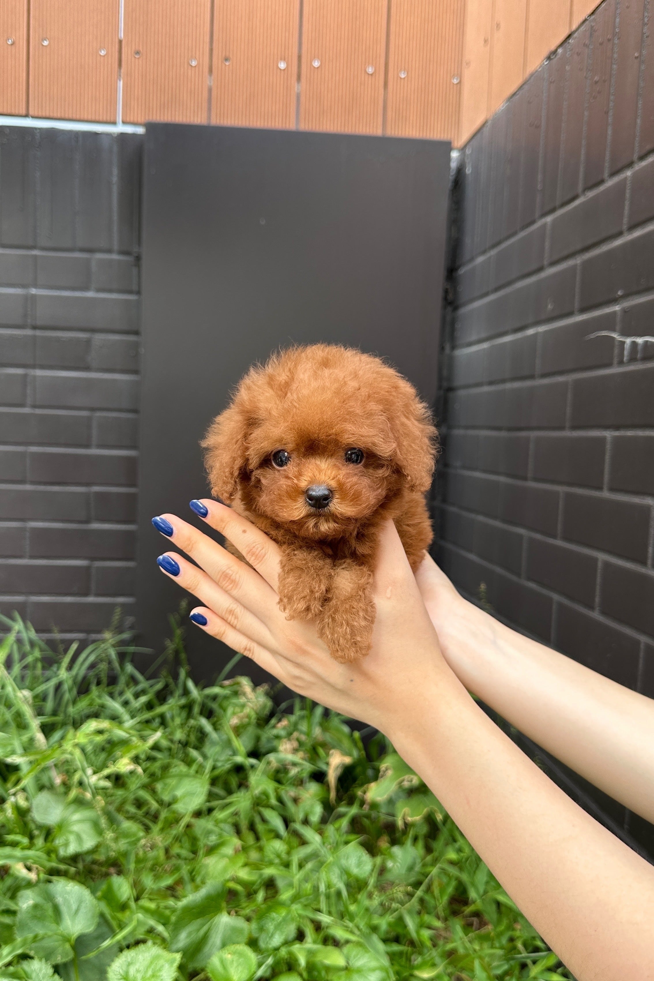 SOI - FEMALE (TOY POODLE)