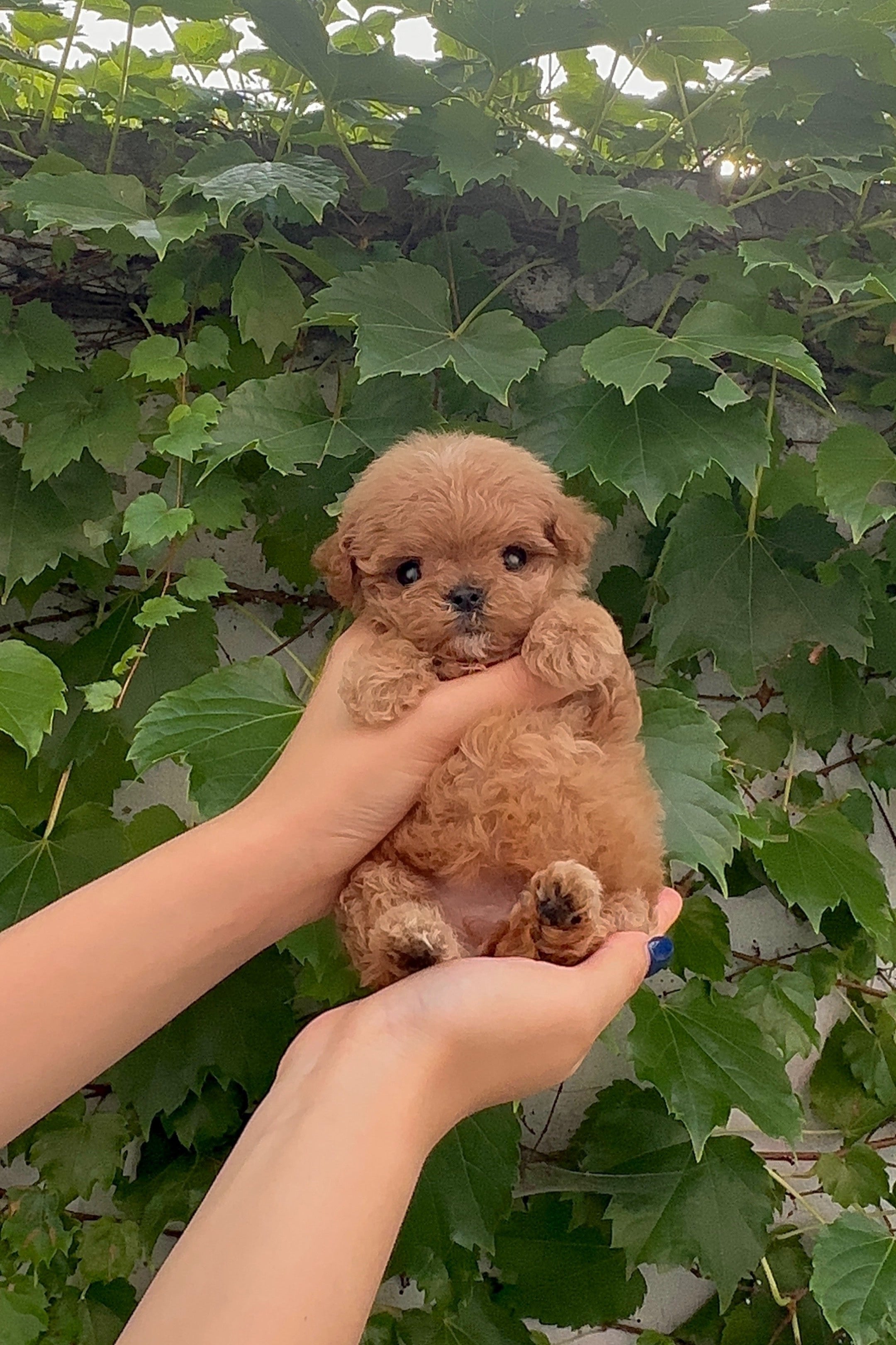 LEO - MALE (MALTIPOO)