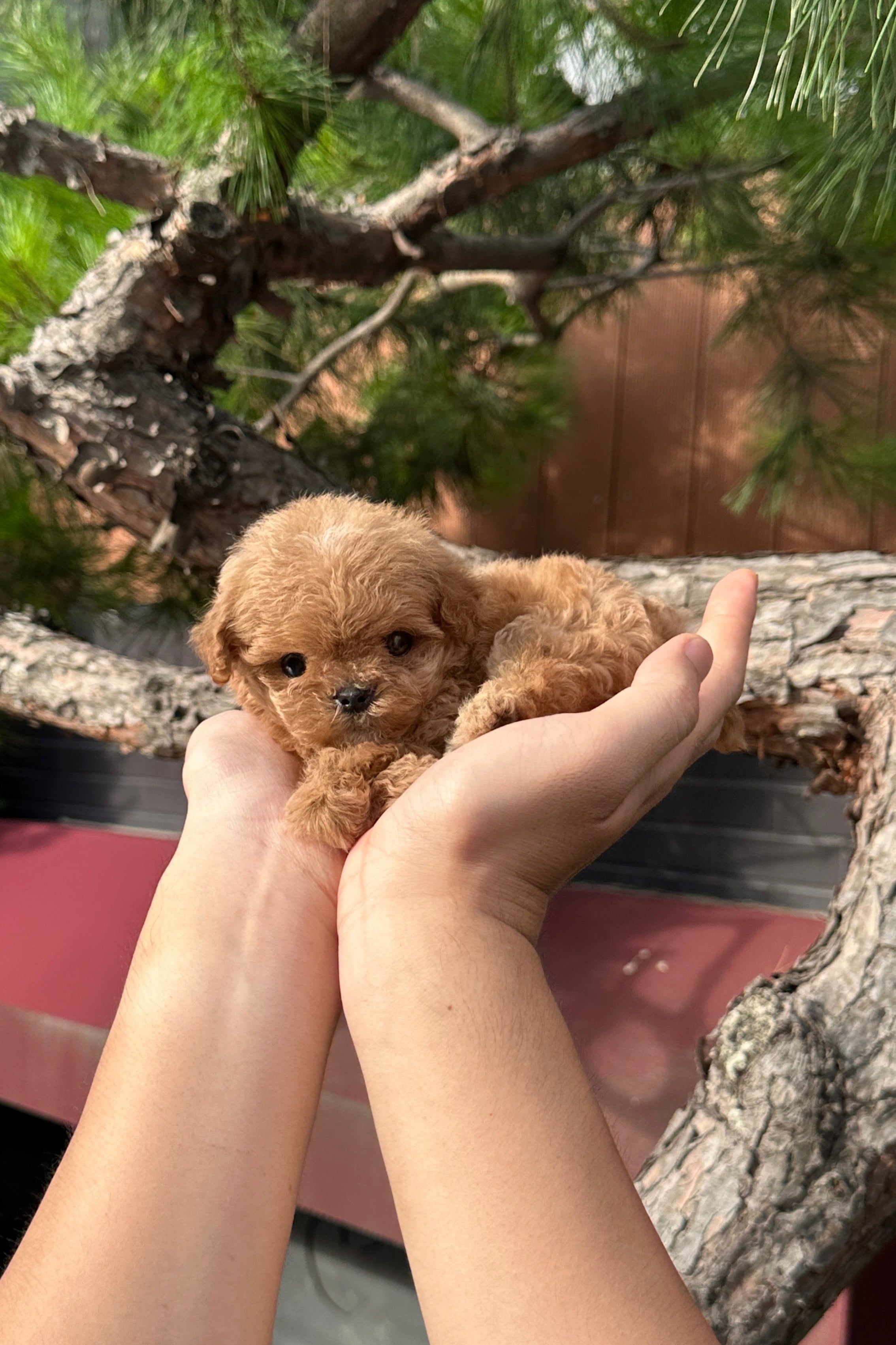 LEO - MALE (MALTIPOO)