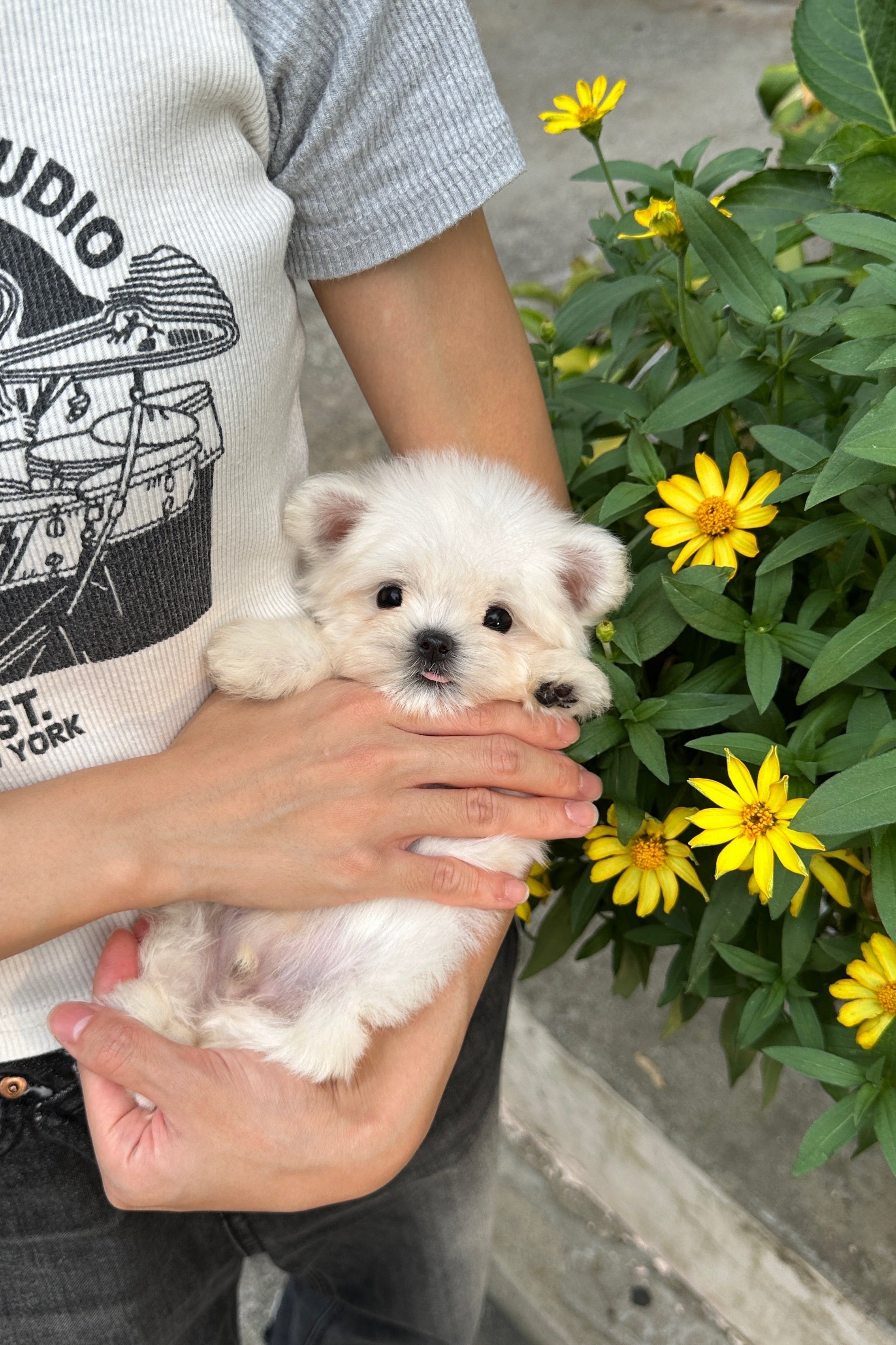 RAI - MALE (MALTESE)