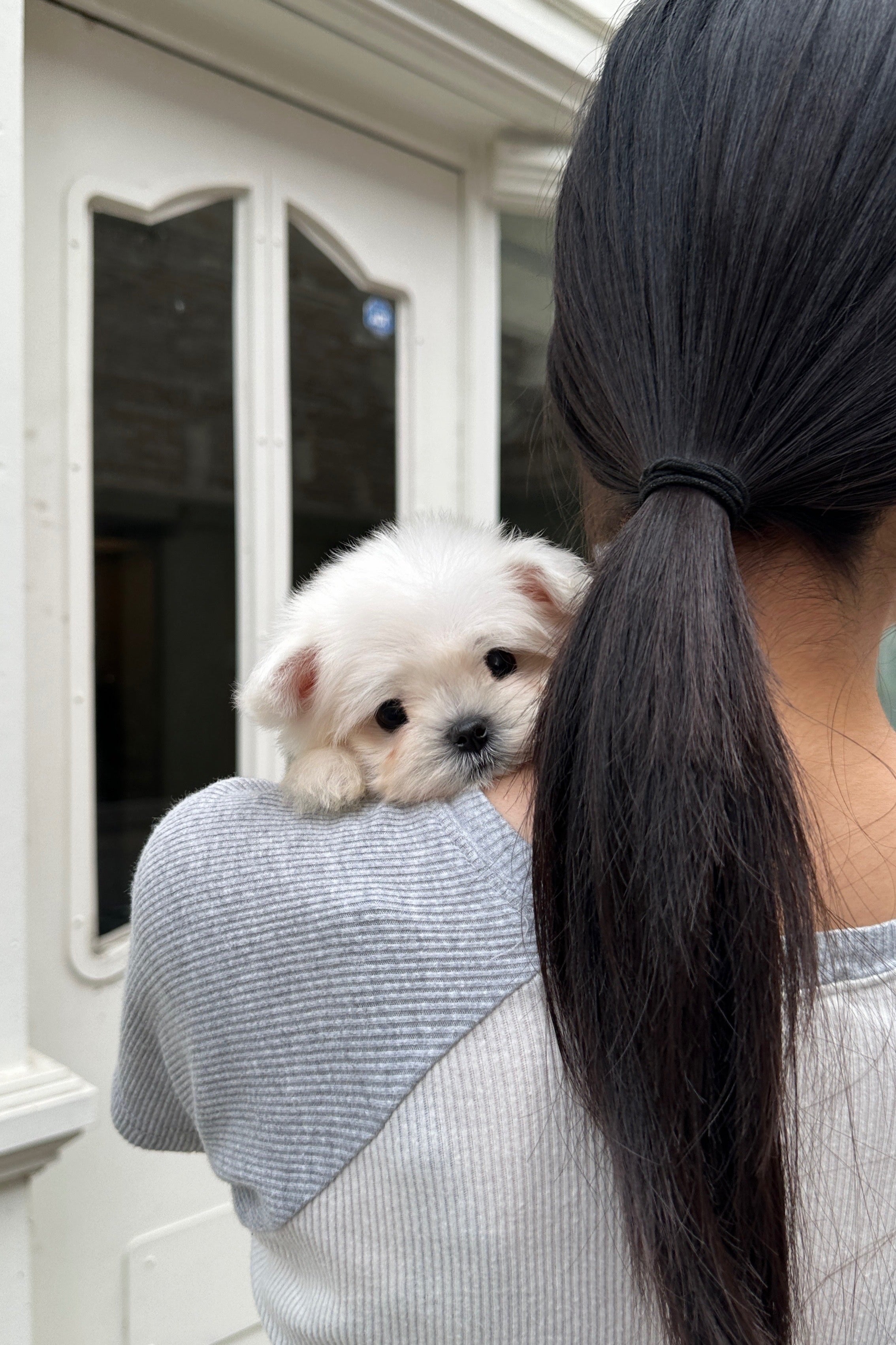 RAI - MALE (MALTESE)
