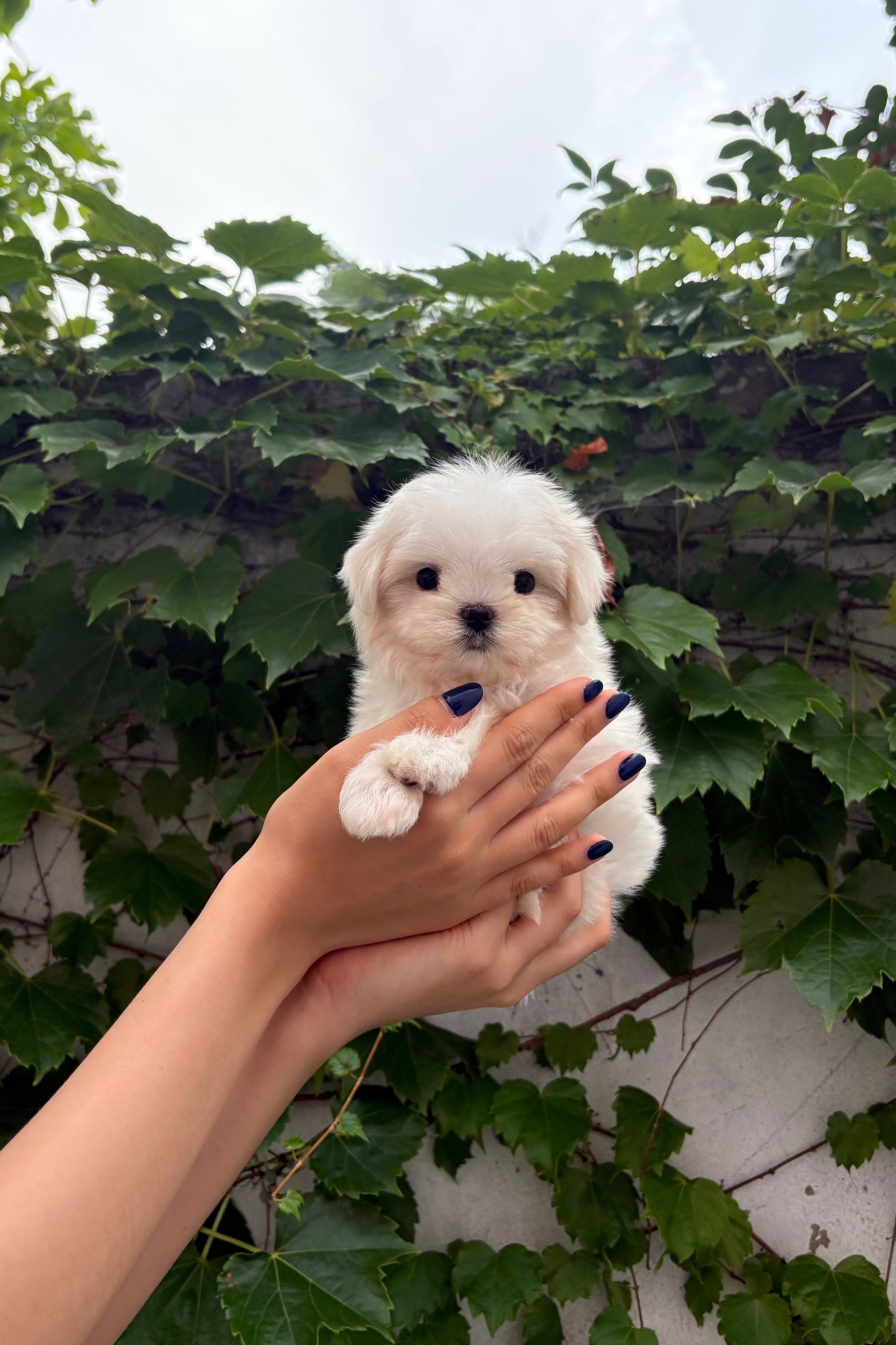 LALA - FEMALE (MALTESE)