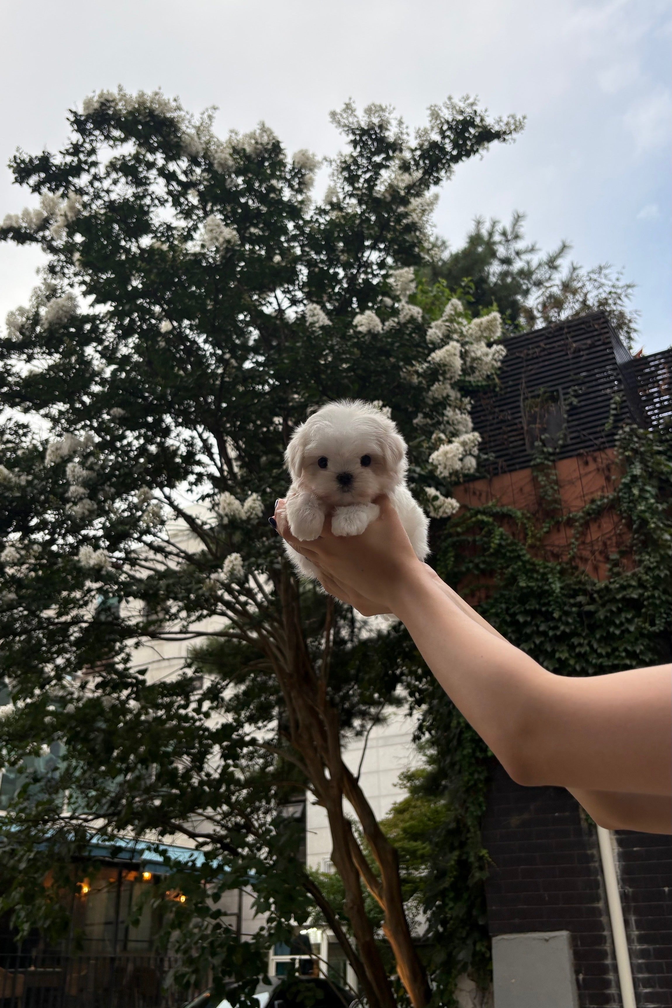 LALA - FEMALE (MALTESE)