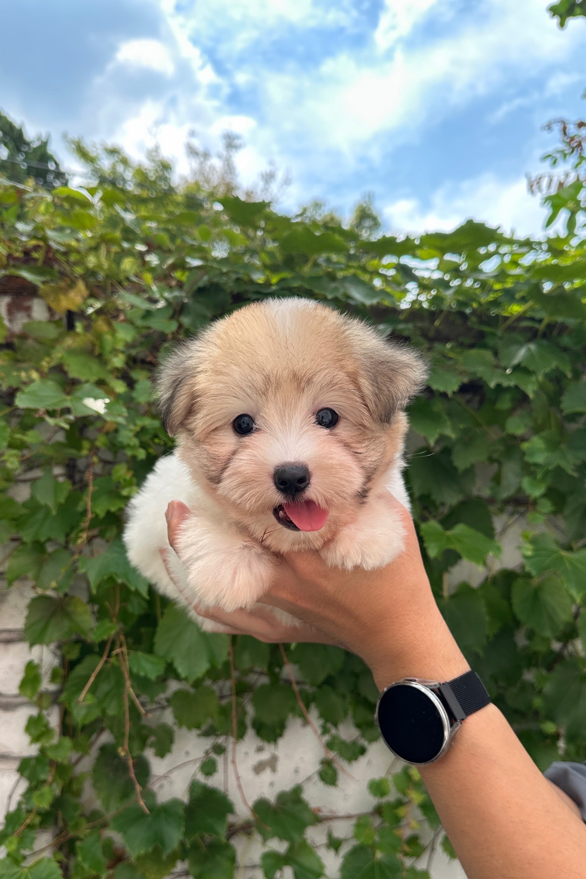 MIGNON - FEMALE (COTON DE TULEAR)