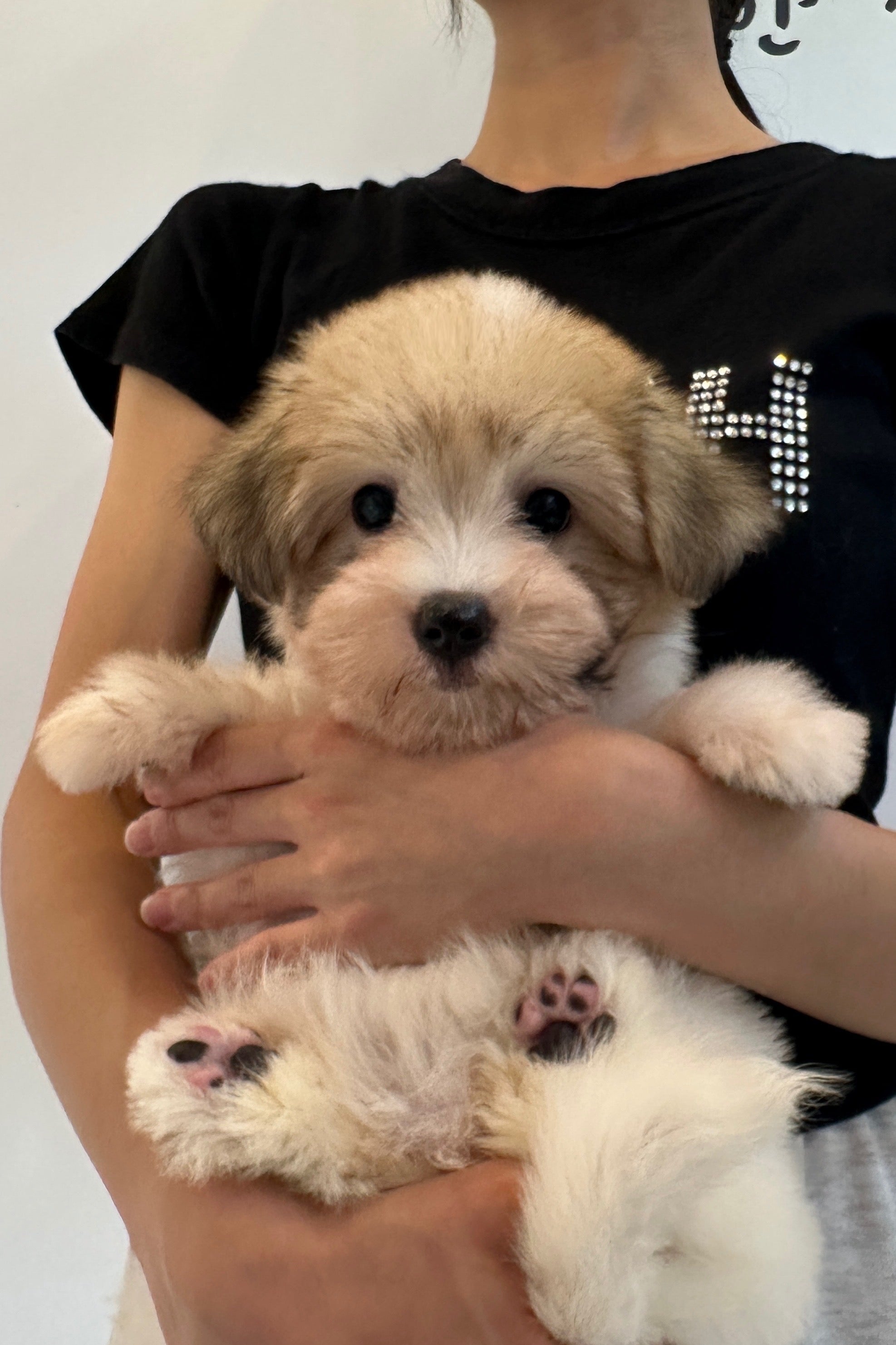 MIGNON - FEMALE (COTON DE TULEAR)