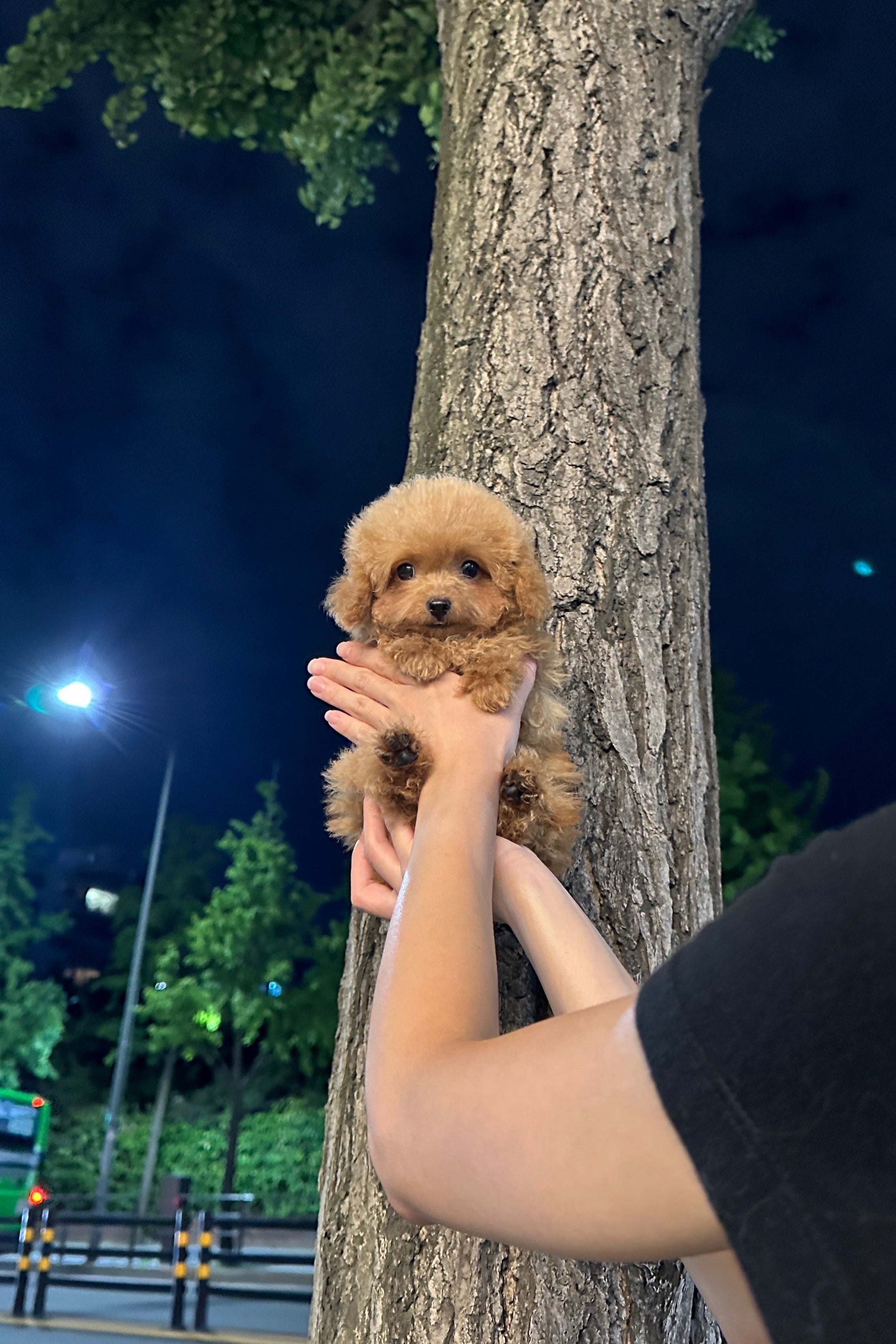 CHERRY - FEMALE (TEACUP POODLE)