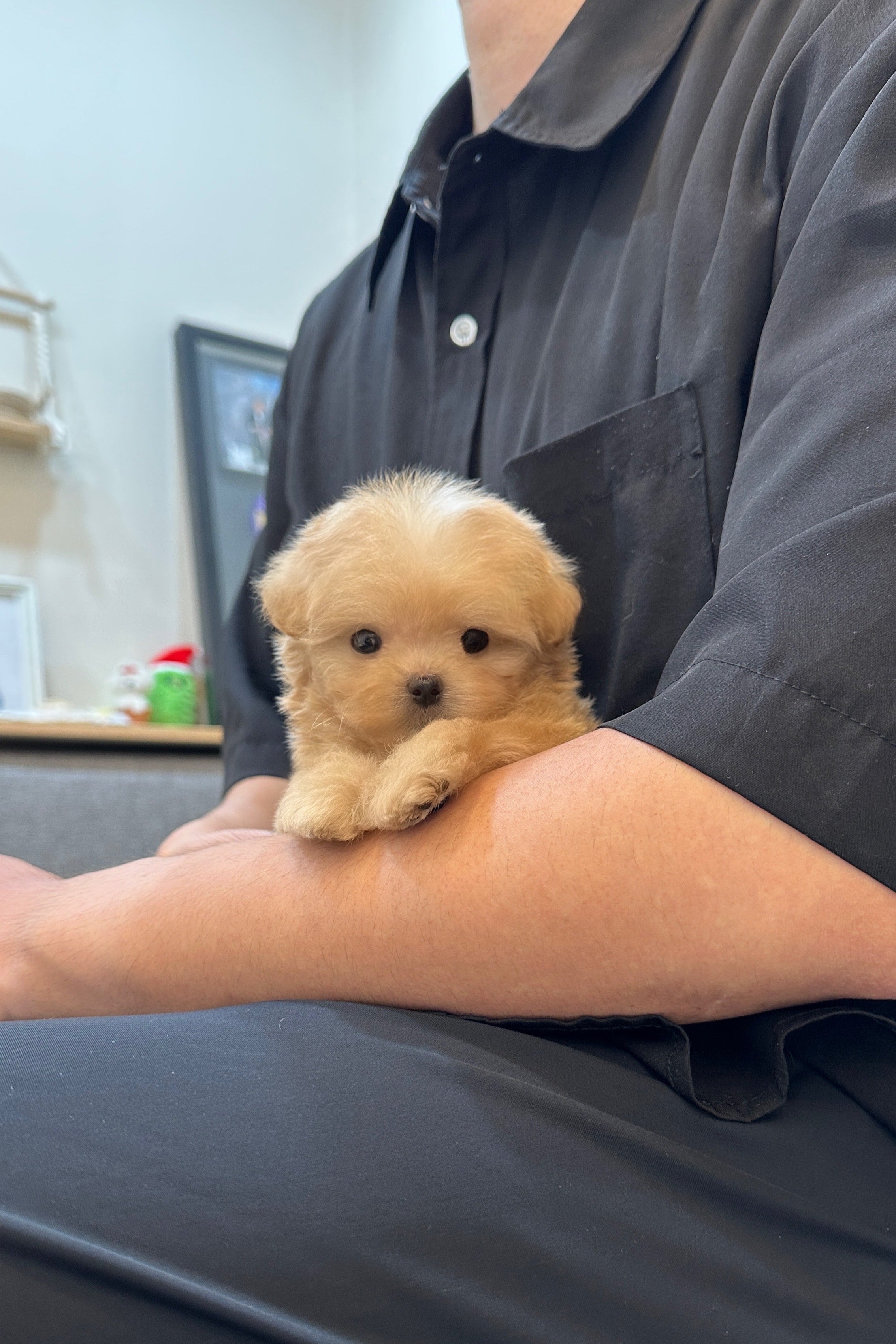 SUHO - MALE (MALTIPOO)