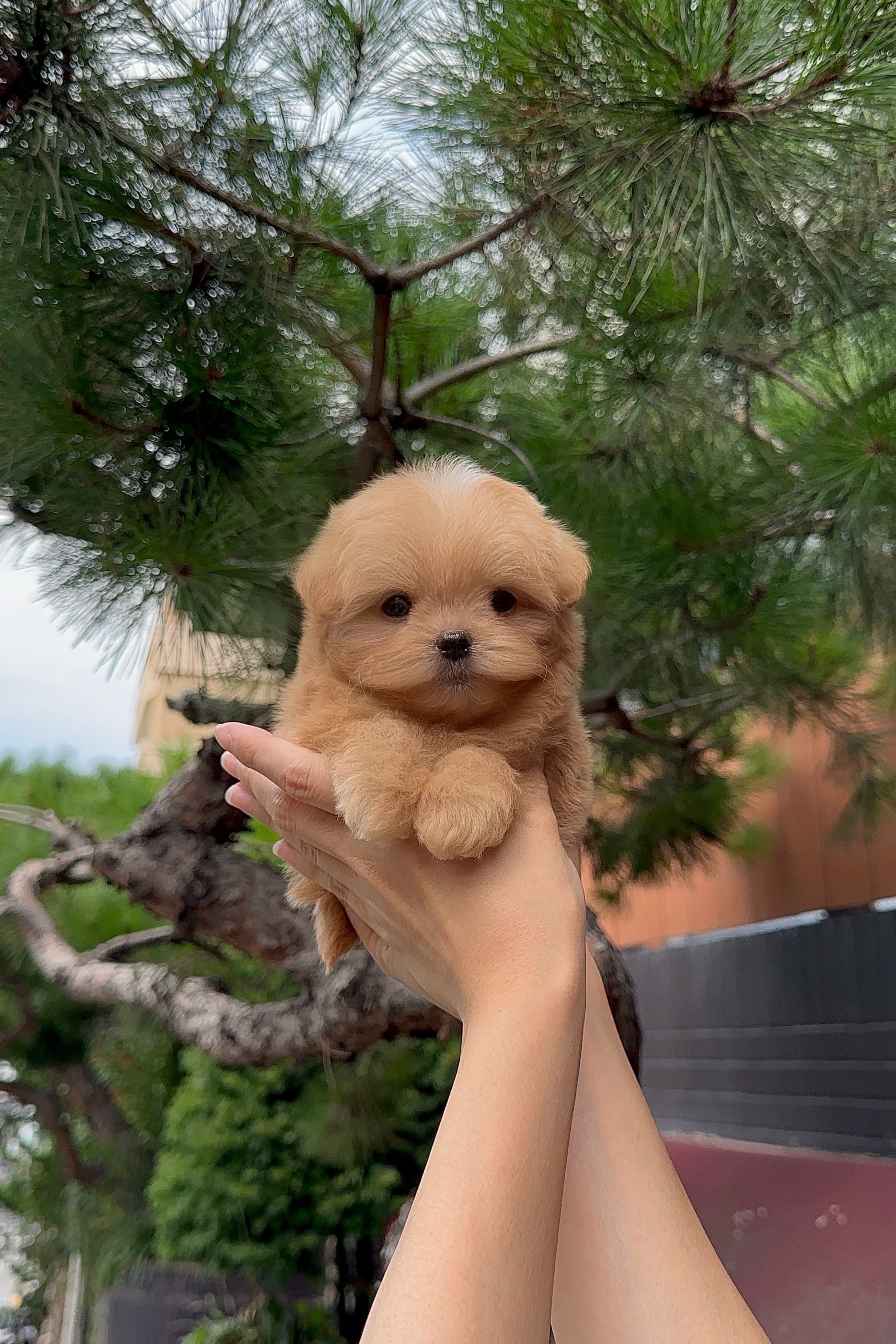 SUHO - MALE (MALTIPOO)